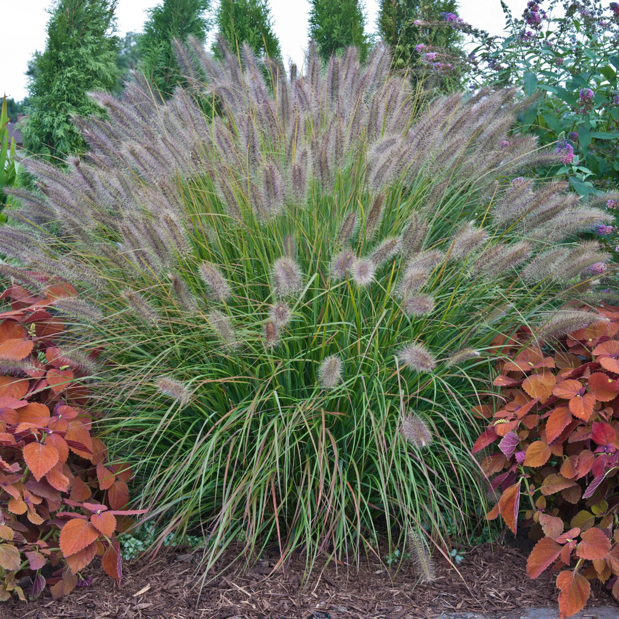 Prairie Winds® 'Desert Plains' Fountain Grass (Pennisetum alopecuroides) - Image 5