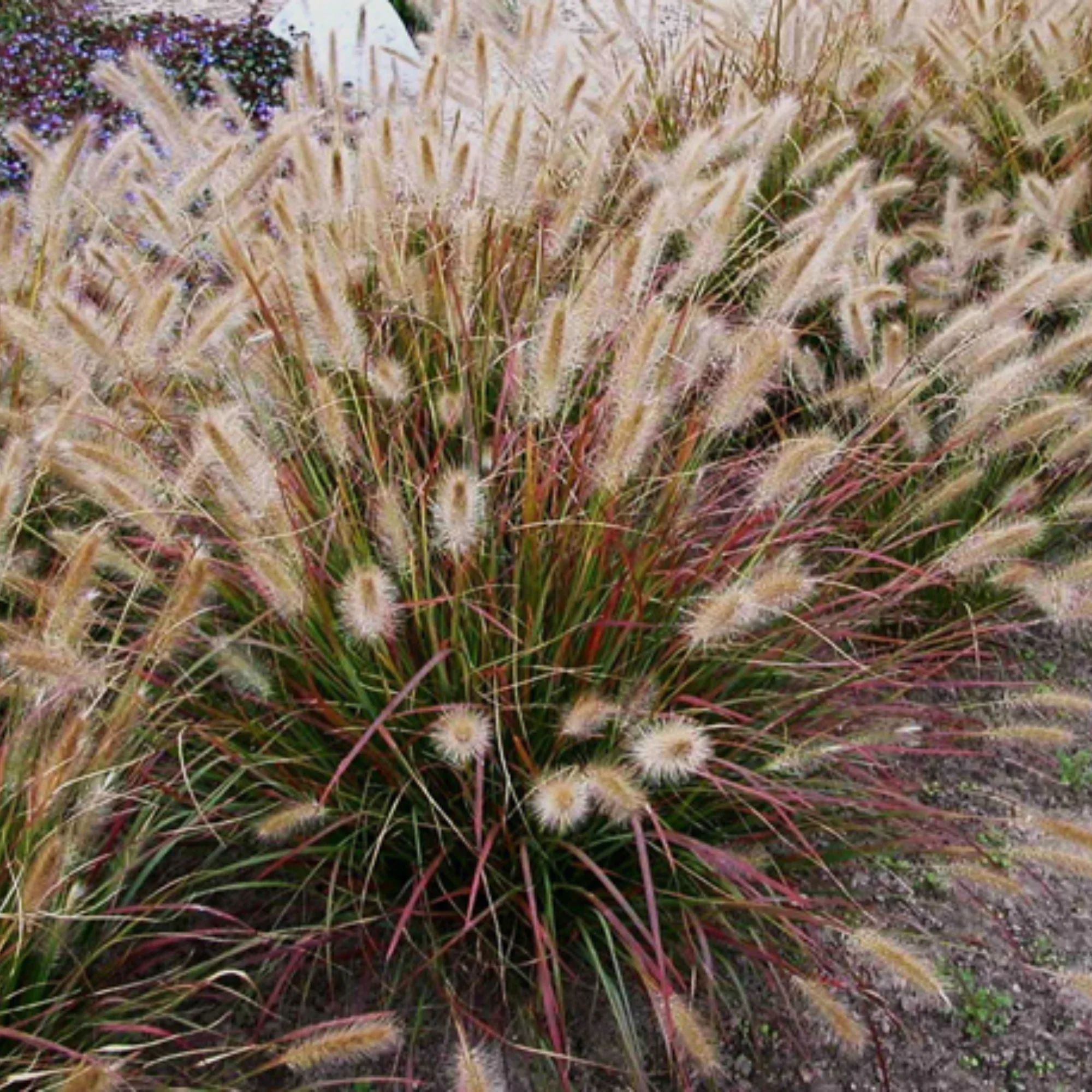 Prairie Winds® 'Desert Plains' Fountain Grass (Pennisetum alopecuroides) - Image 6