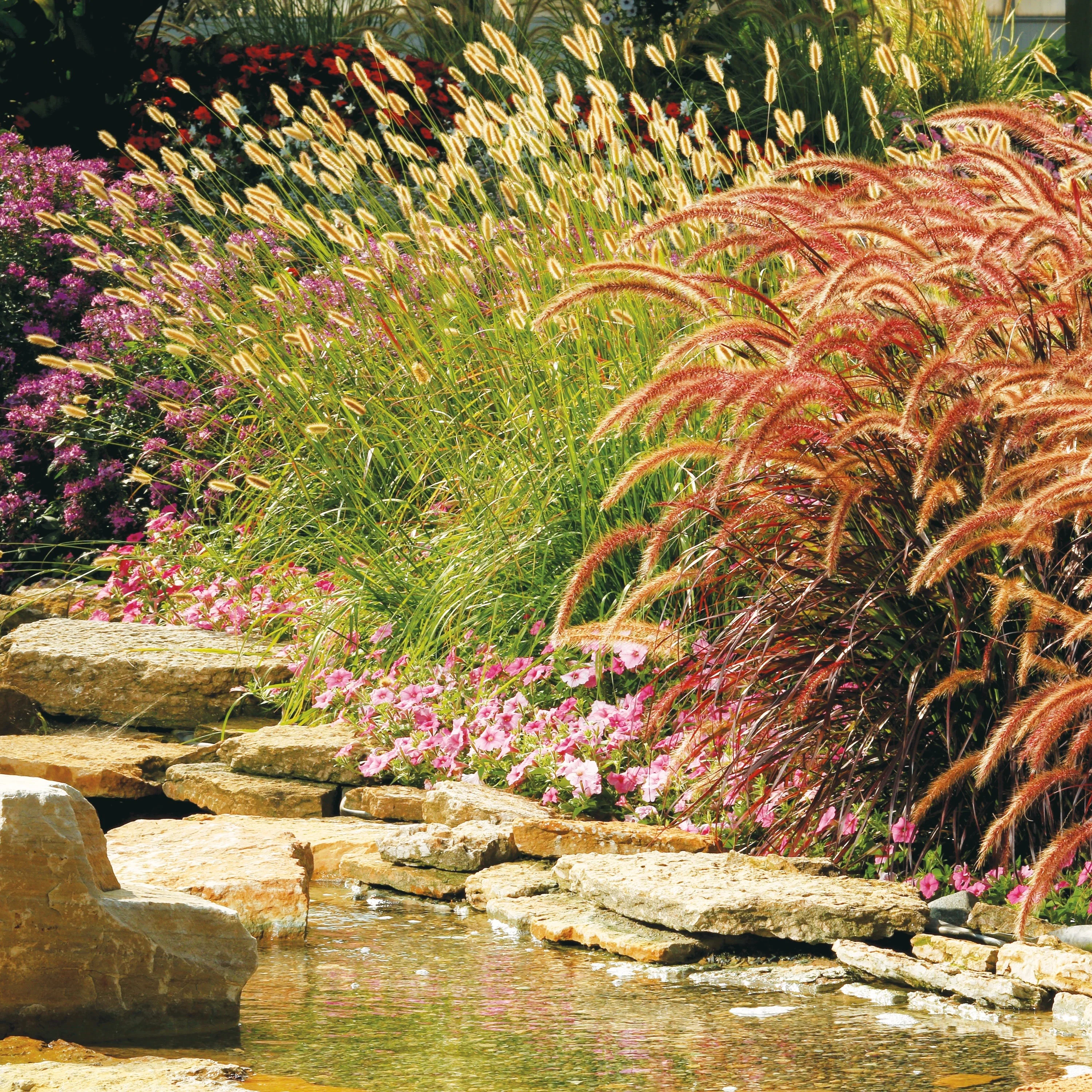Prairie Winds® 'Desert Plains' Fountain Grass (Pennisetum alopecuroides) - Image 7