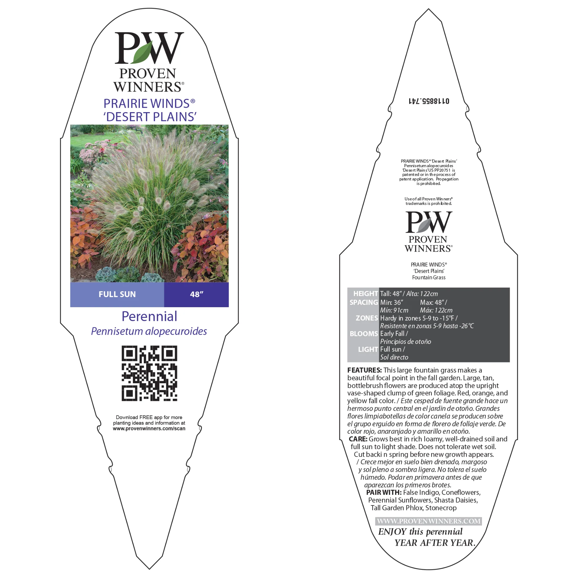 Prairie Winds® 'Desert Plains' Fountain Grass (Pennisetum alopecuroides) - Image 9