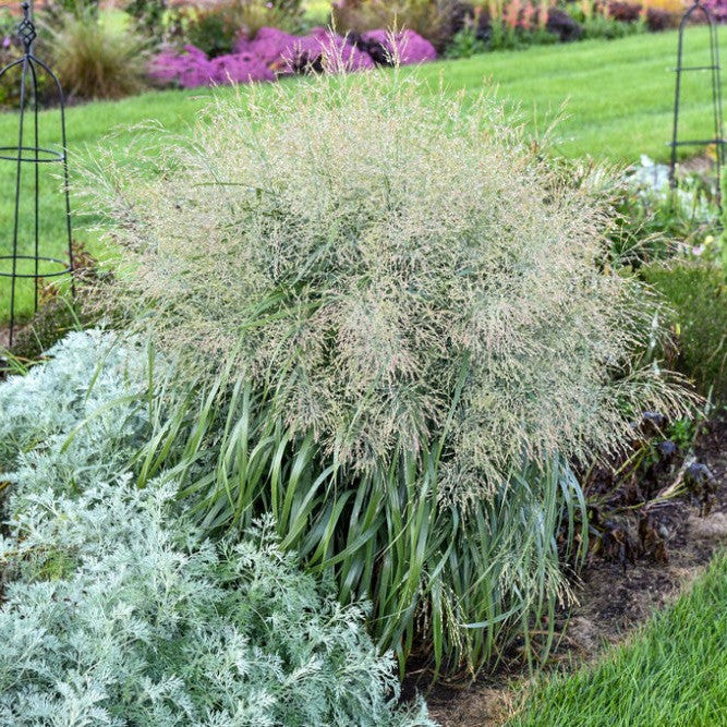 Prairie Winds® 'Niagara Falls' Switch Grass (Panicum virgatum) - Image 4