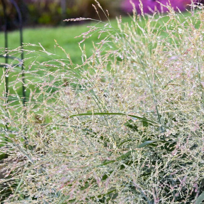 Prairie Winds® 'Niagara Falls' Switch Grass (Panicum virgatum) - Image 5