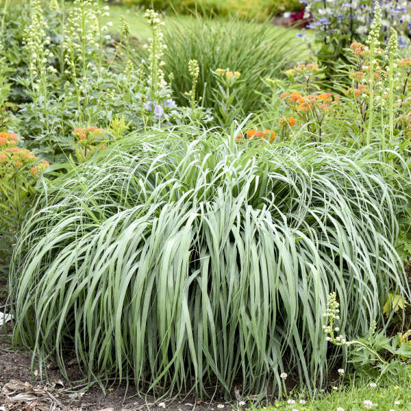 Prairie Winds® 'Niagara Falls' Switch Grass (Panicum virgatum) - Image 6