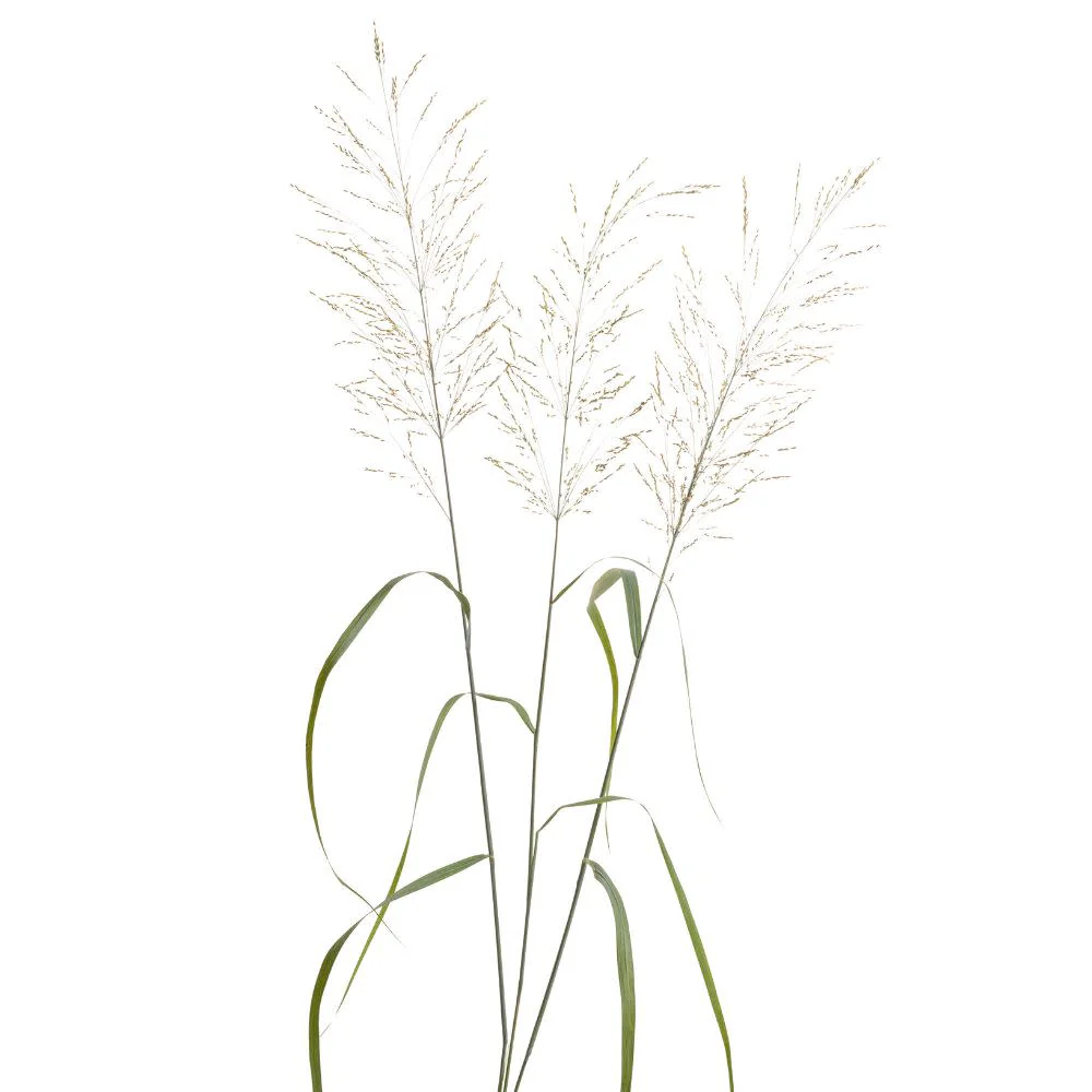 Prairie Winds® 'Niagara Falls' Switch Grass (Panicum virgatum) - Image 7