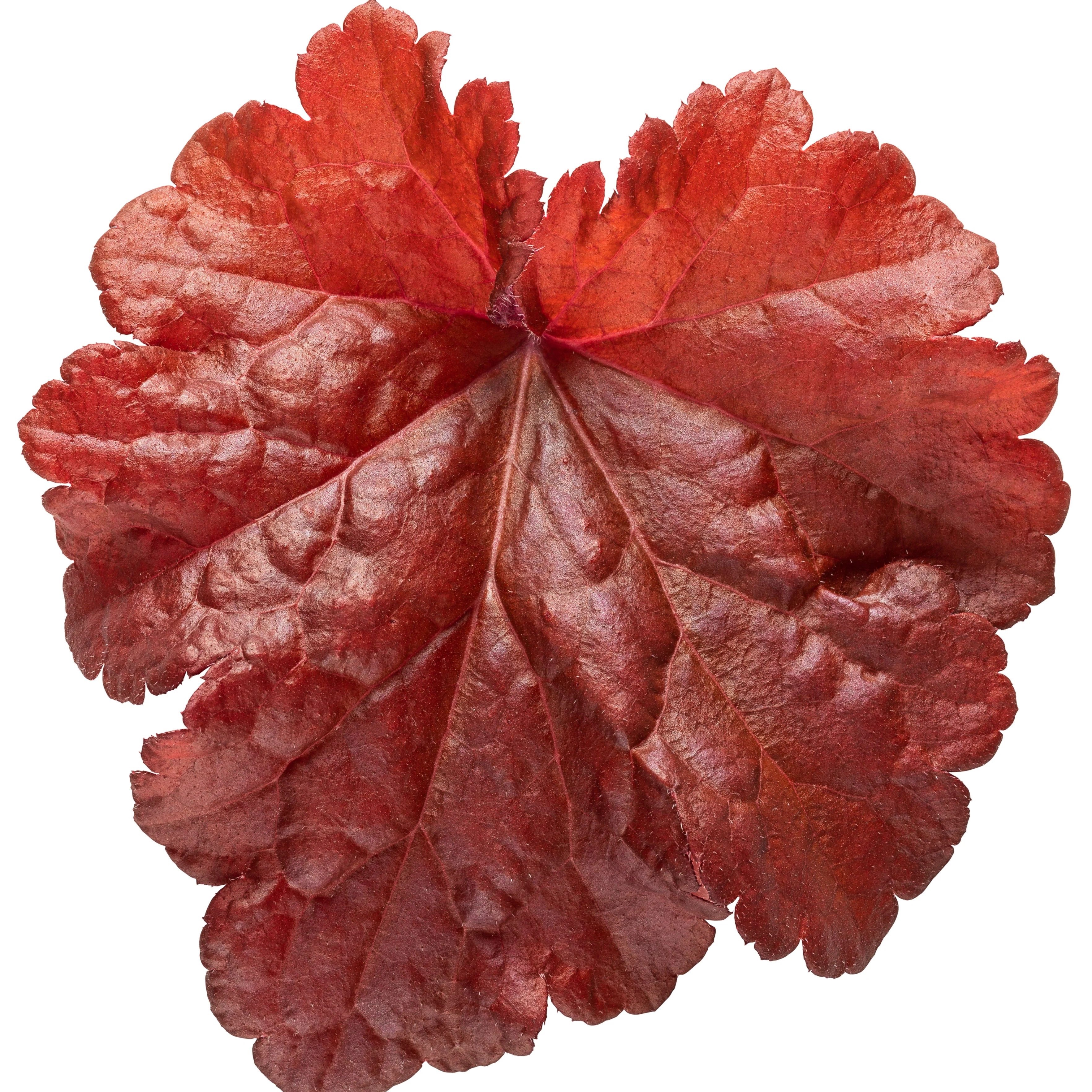 Primo® 'Mahogany Monster' Coral Bells (Heuchera) - Image 6