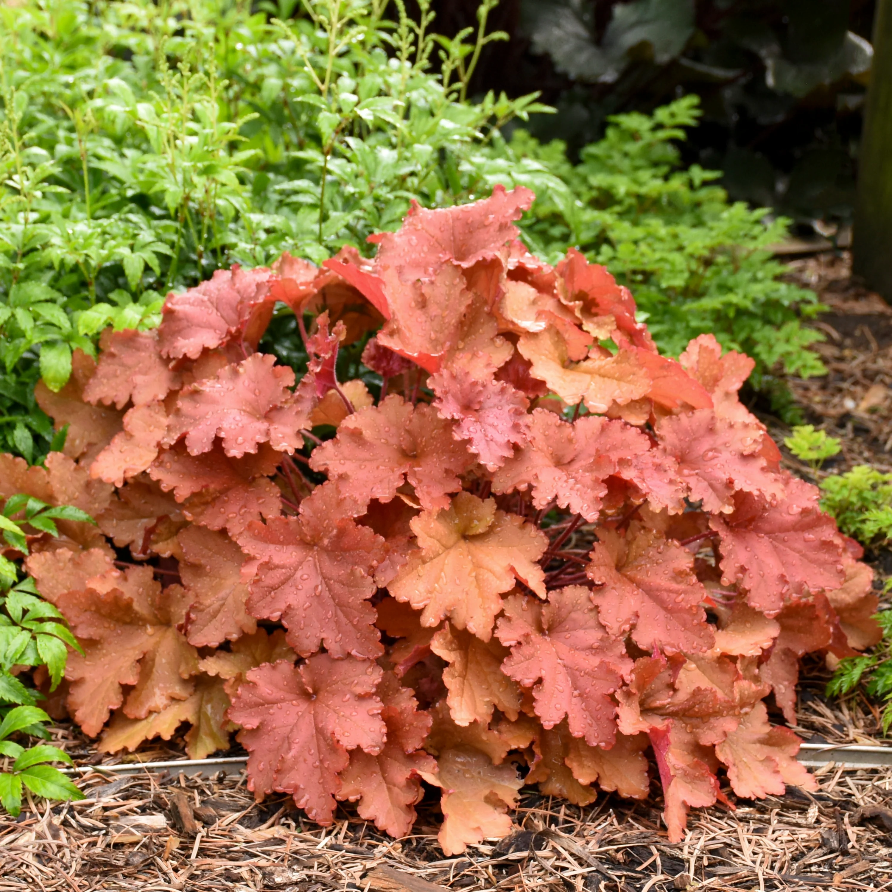 Primo® 'Peachberry Ice' Coral Bells (Heuchera) - Image 4