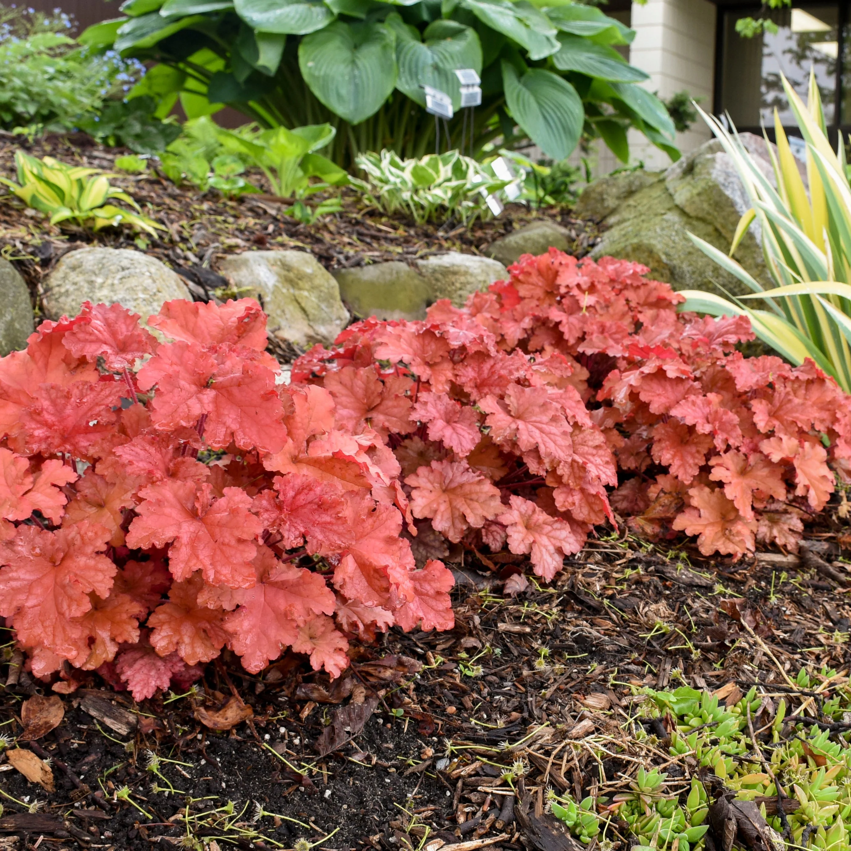 Primo® 'Peachberry Ice' Coral Bells (Heuchera) - Image 5