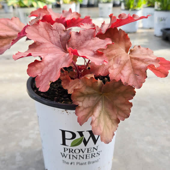 Primo® 'Peachberry Ice' Coral Bells (Heuchera) - Image 6