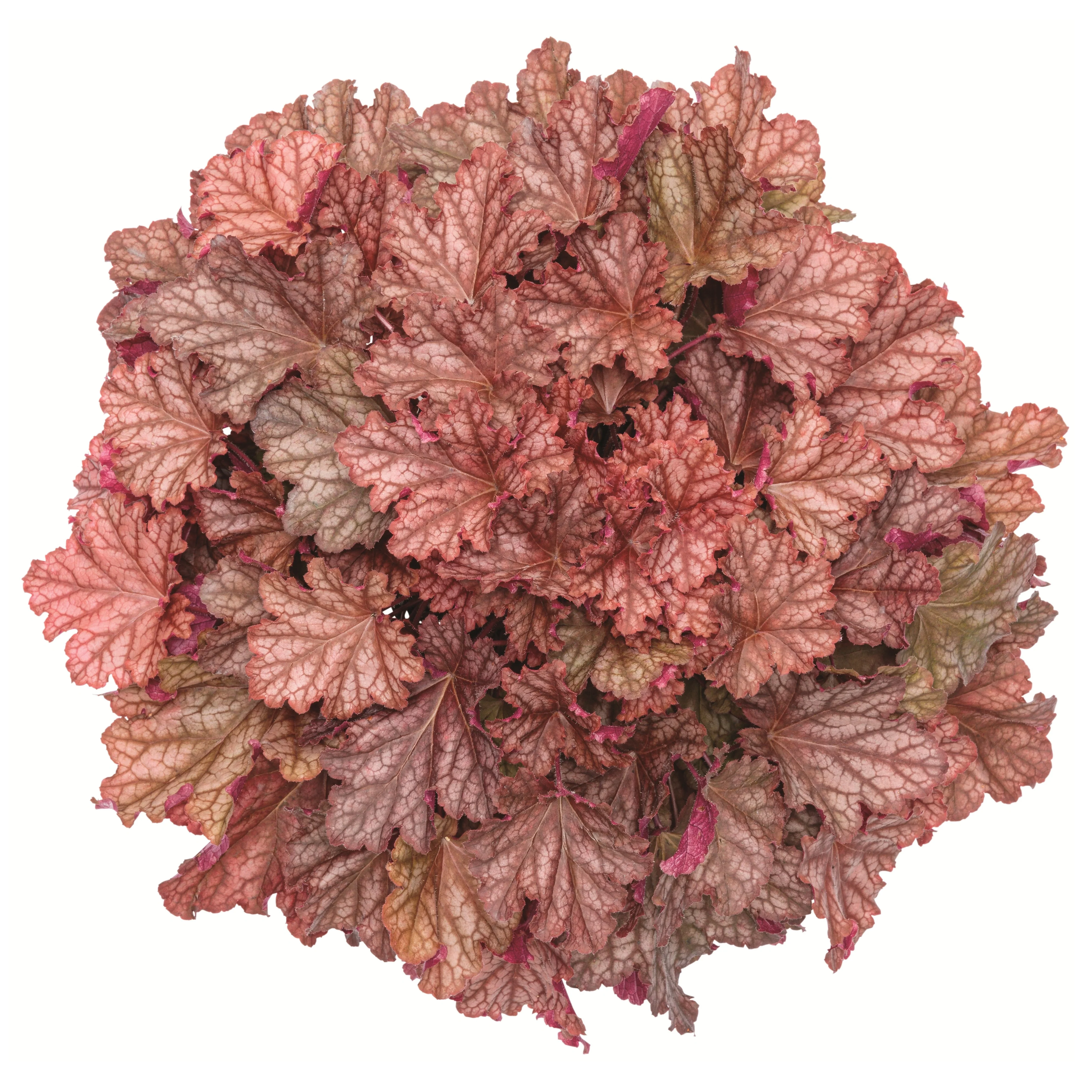 Primo® 'Peachberry Ice' Coral Bells (Heuchera) - Image 7