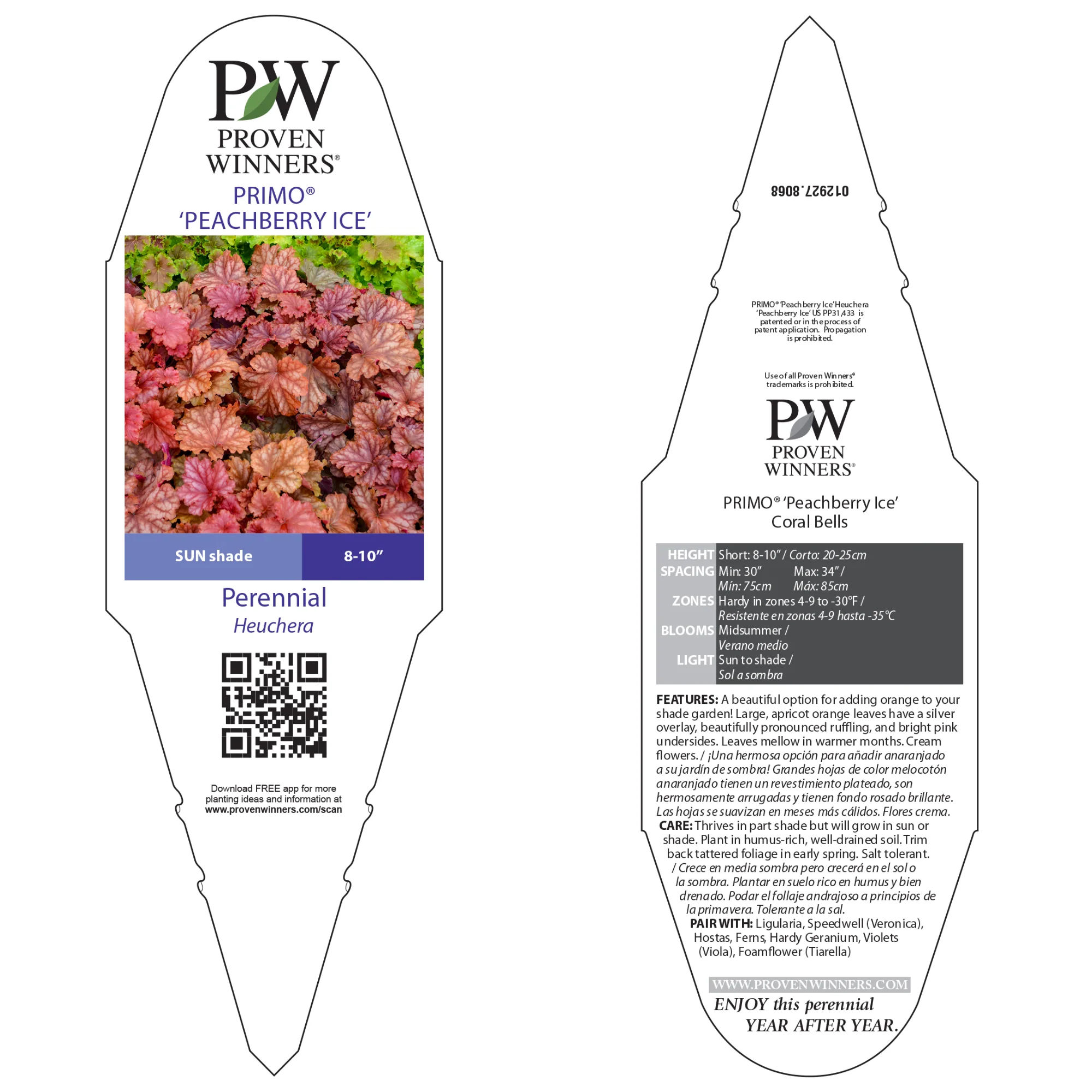 Primo® 'Peachberry Ice' Coral Bells (Heuchera) - Image 9