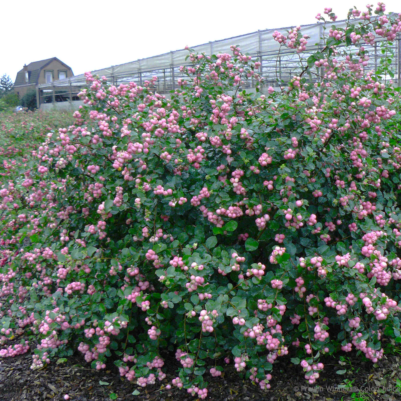 Proud Berry® Pink Coralberry (Symphoricarpos) - Image 10