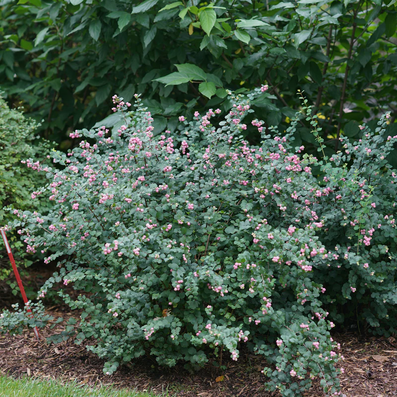 Proud Berry® Pink Coralberry (Symphoricarpos) - Image 11
