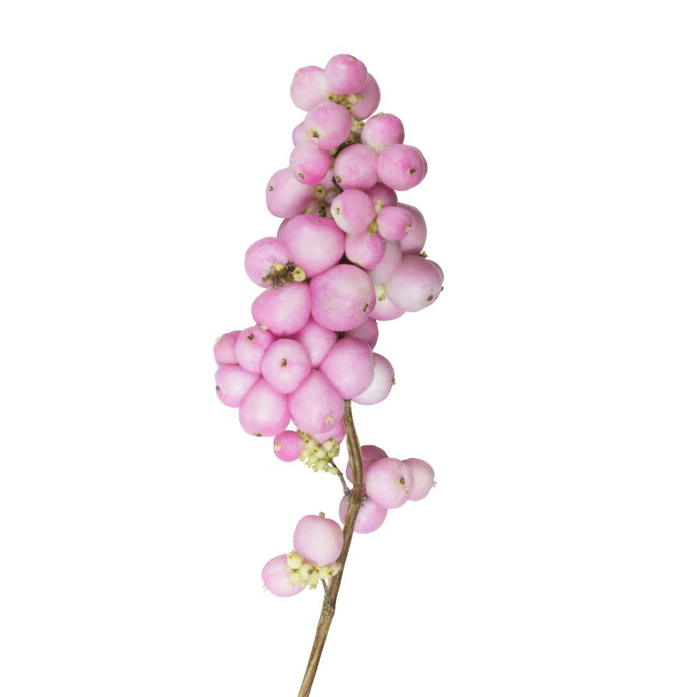 Proud Berry® Pink Coralberry (Symphoricarpos) - Image 12