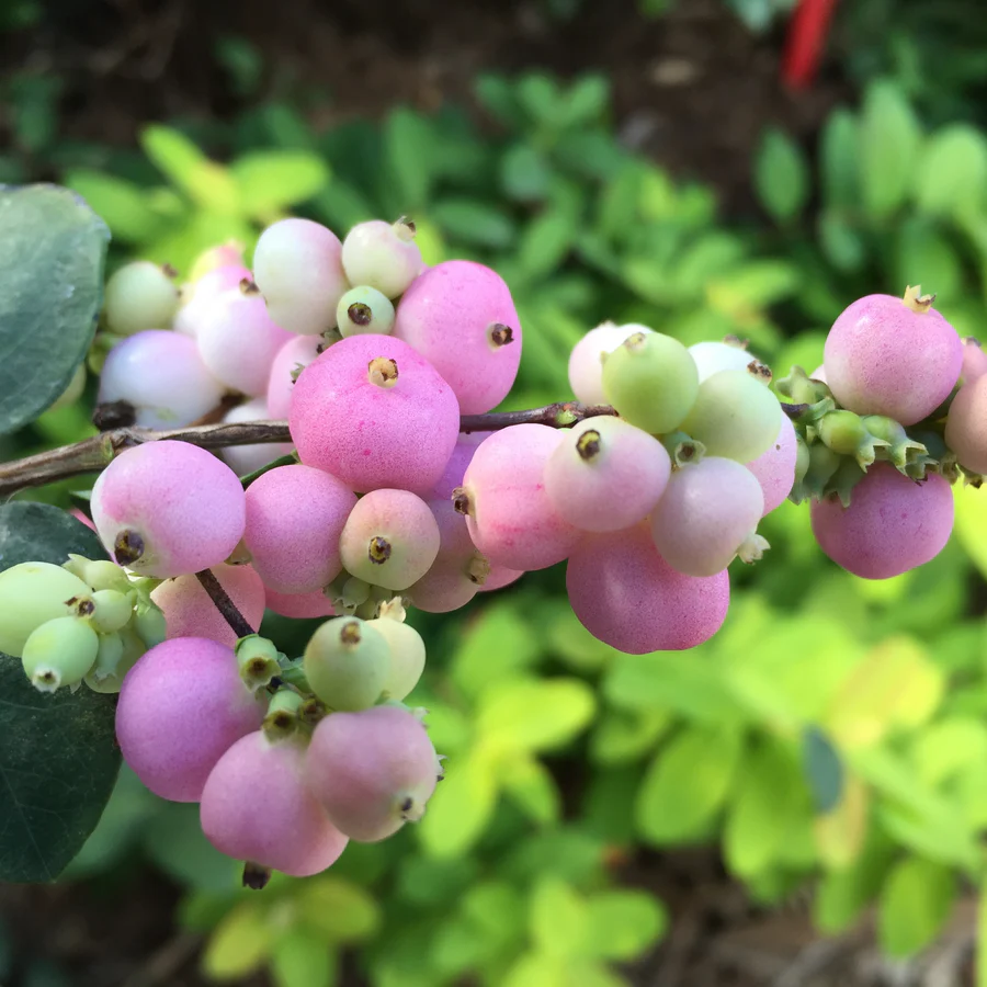 Proud Berry® Pink Coralberry (Symphoricarpos) - Image 3