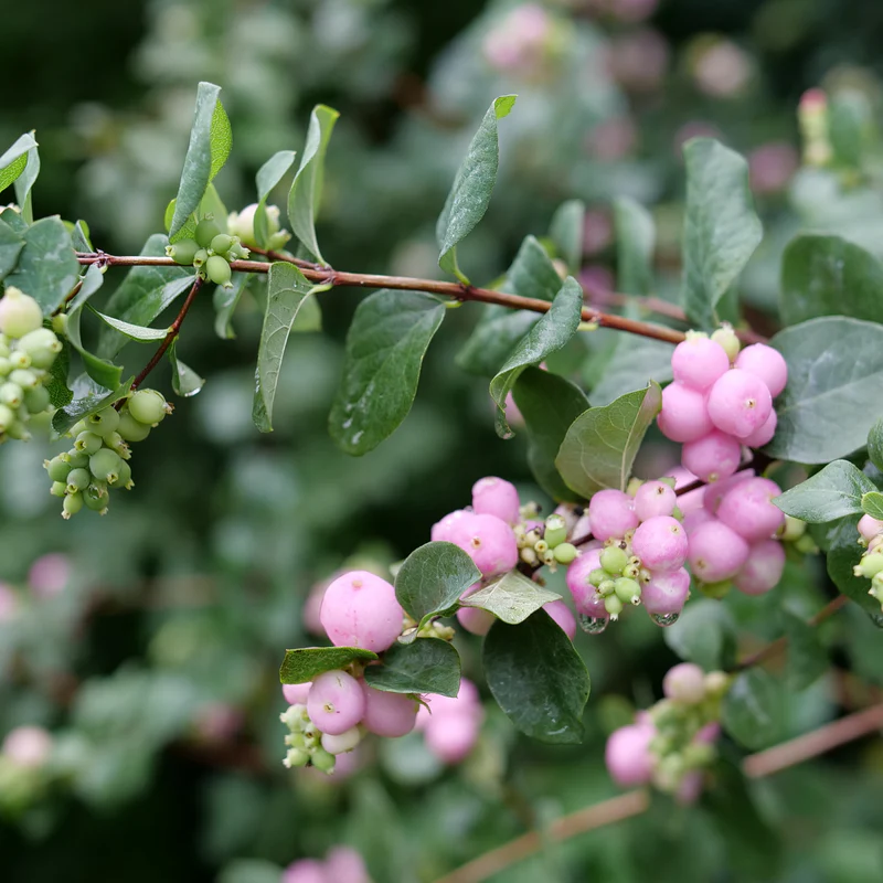 Proud Berry® Pink Coralberry (Symphoricarpos) - Image 4