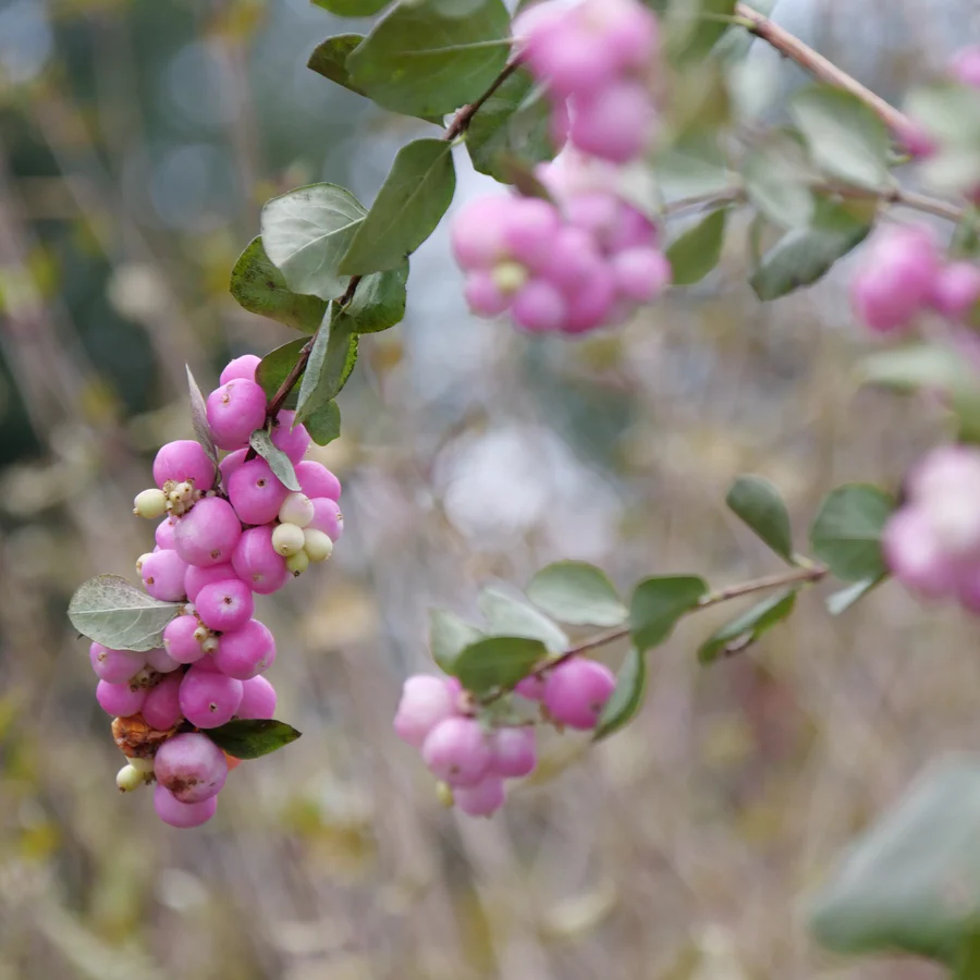 Proud Berry® Pink Coralberry (Symphoricarpos) - Image 5