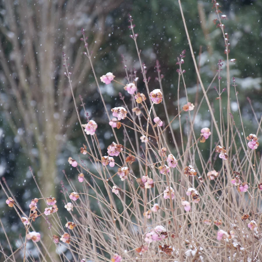 Proud Berry® Pink Coralberry (Symphoricarpos) - Image 6