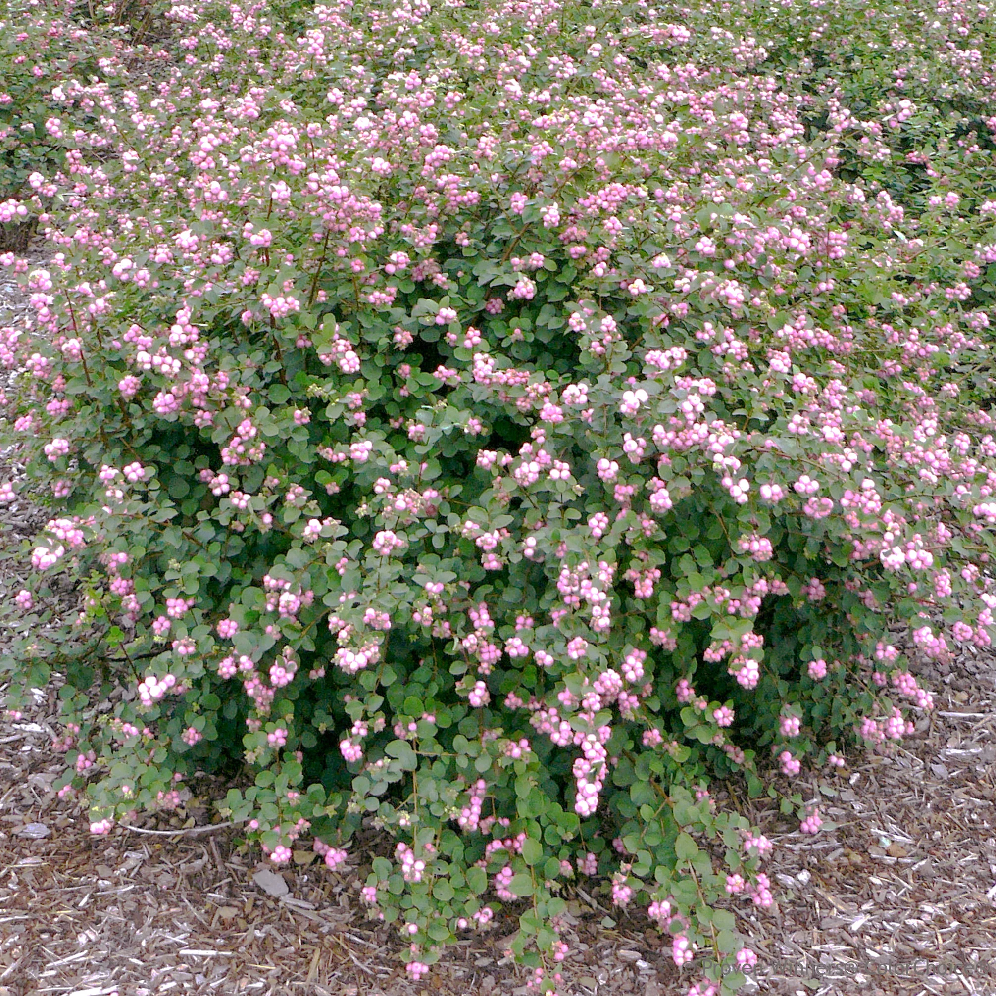 Proud Berry® Pink Coralberry (Symphoricarpos) - Image 8
