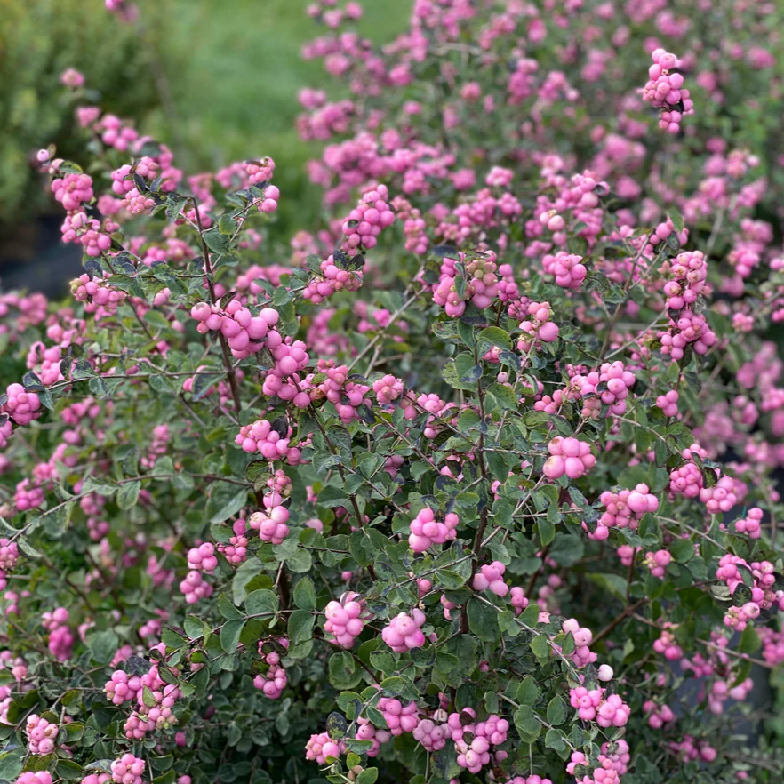Proud Berry® Pink Coralberry (Symphoricarpos) - Image 9