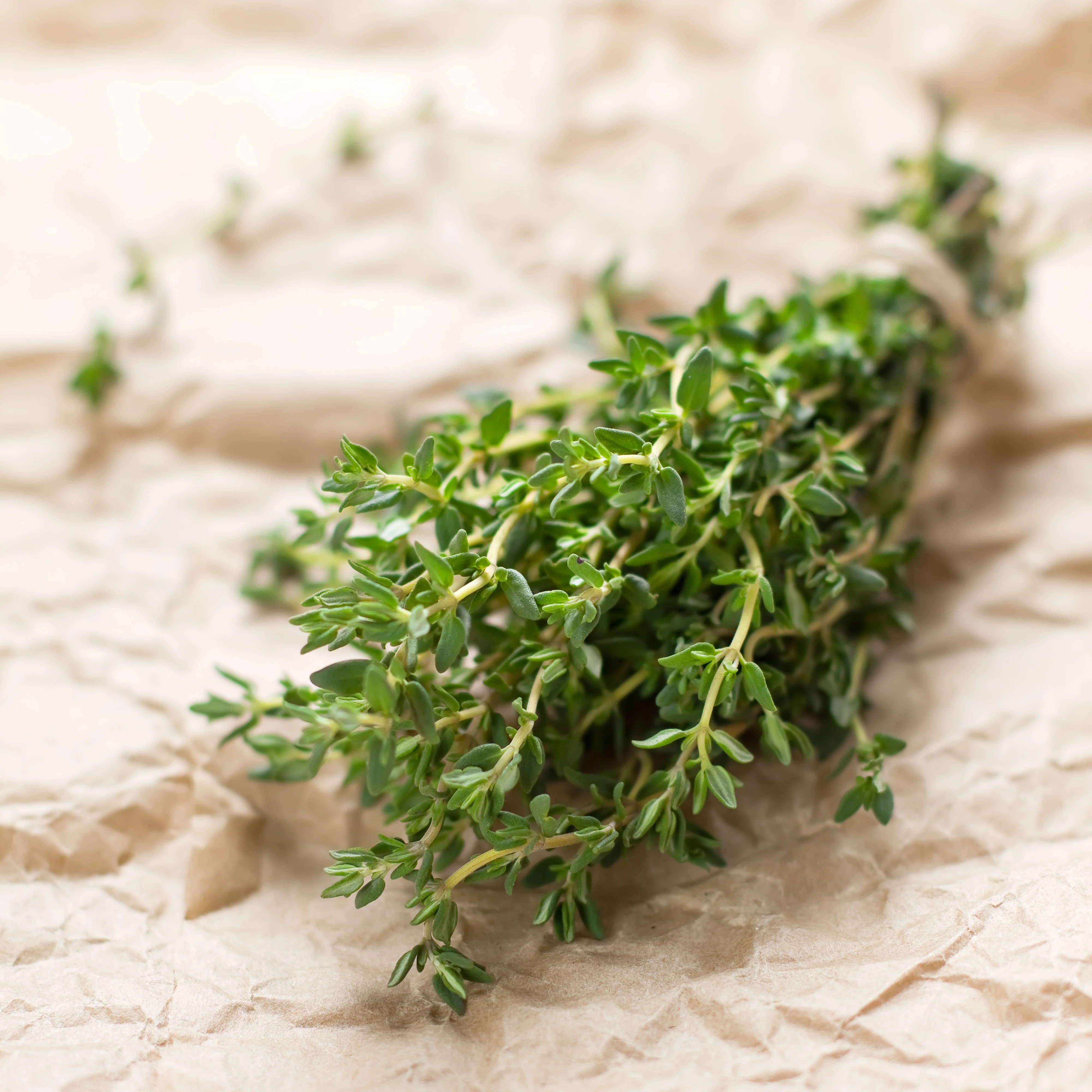 Proven Selections® Aromatic Thyme (Thymus odoratissimus) - Image 4
