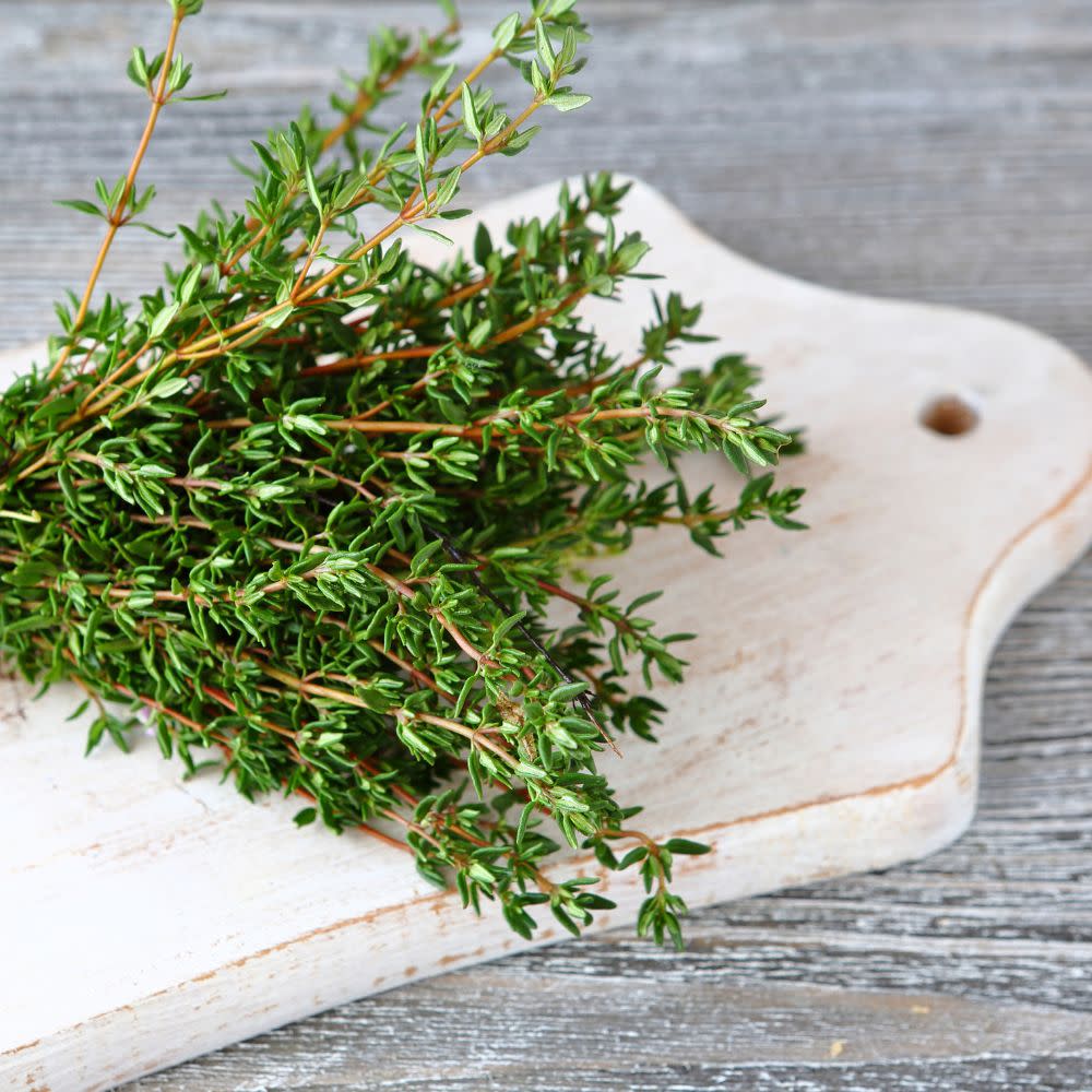 Proven Selections® Aromatic Thyme (Thymus odoratissimus) - Image 7