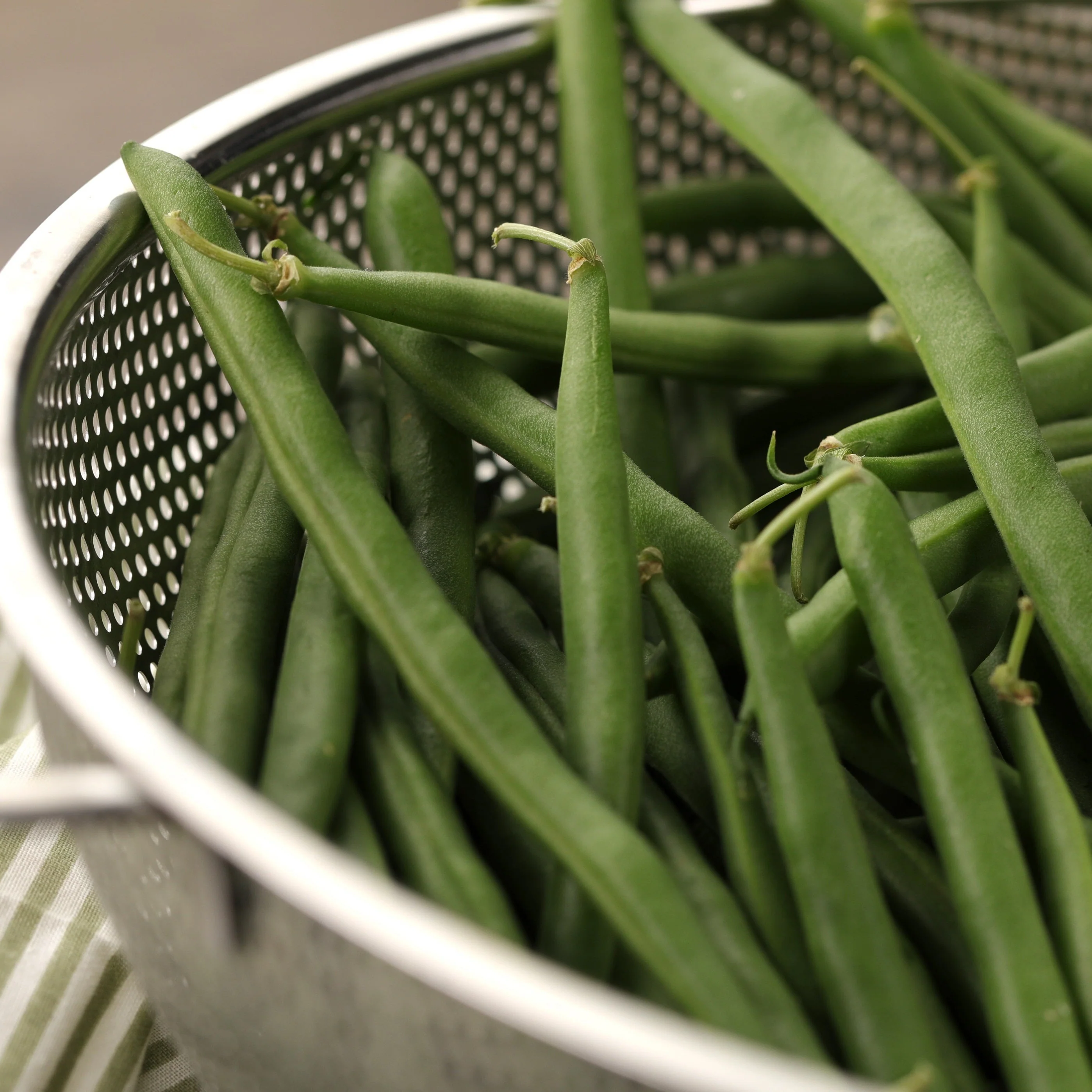 Proven Selections® Blue Lake Green Beans (Phaseolus vulgaris) - Image 7