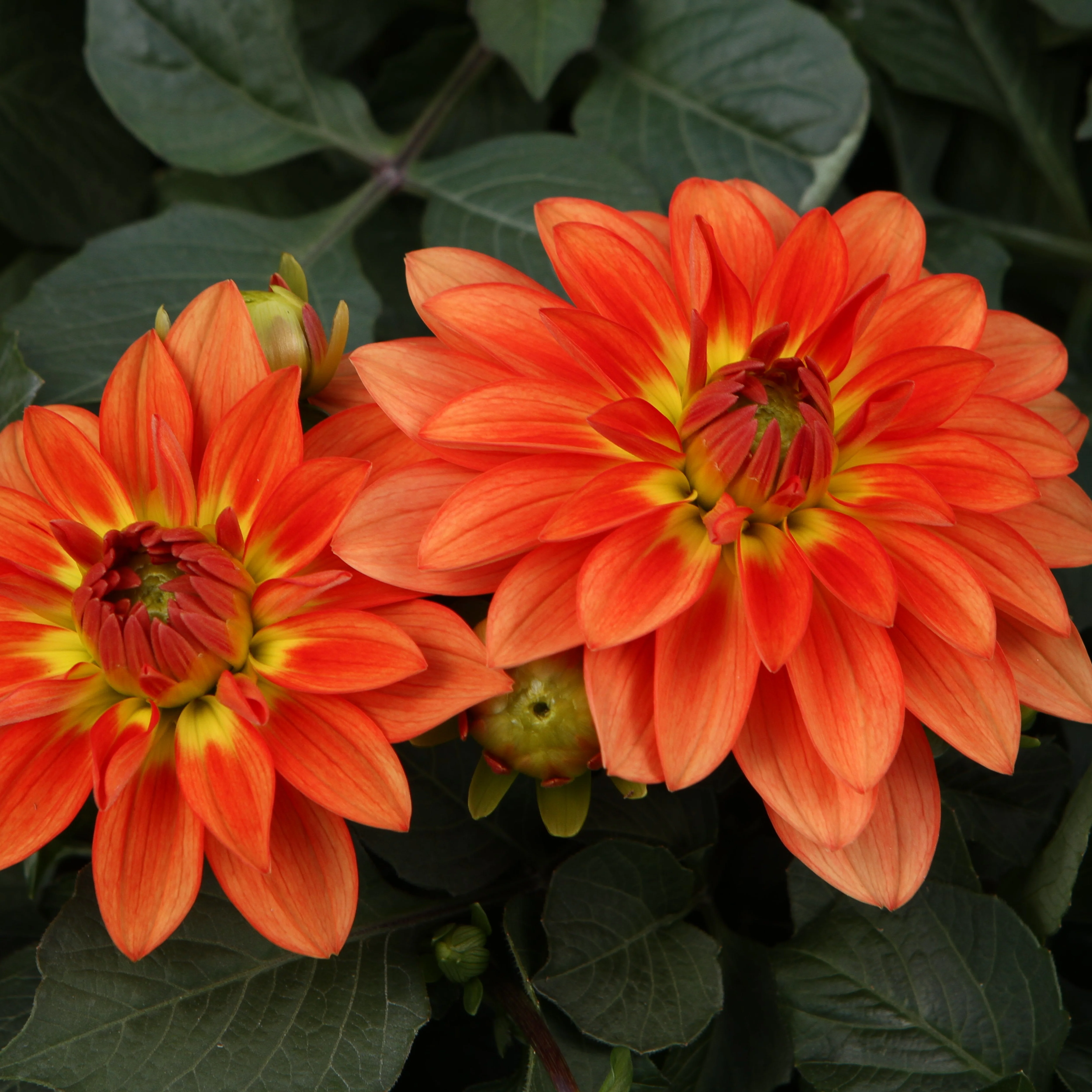 Proven Selections® Dalina® Grande Emilio Dahlia - Image 5