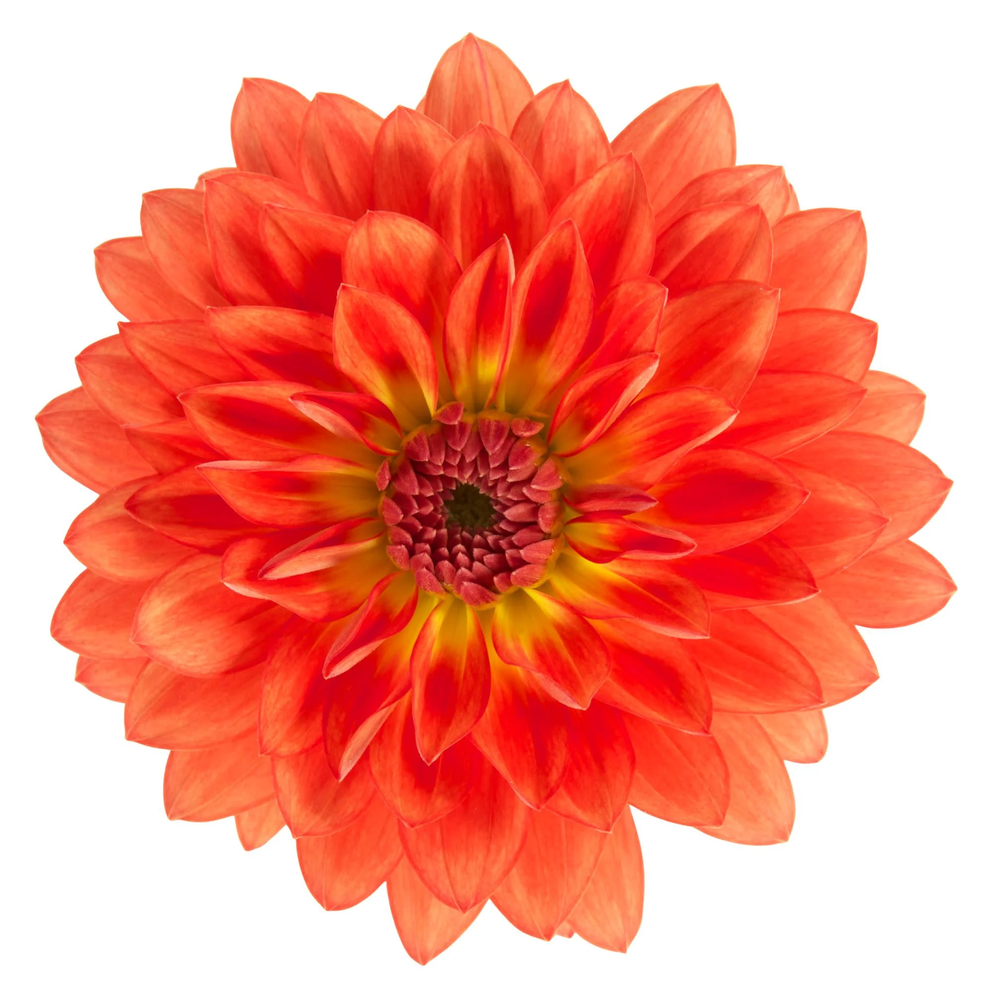 Proven Selections® Dalina® Grande Emilio Dahlia - Image 7