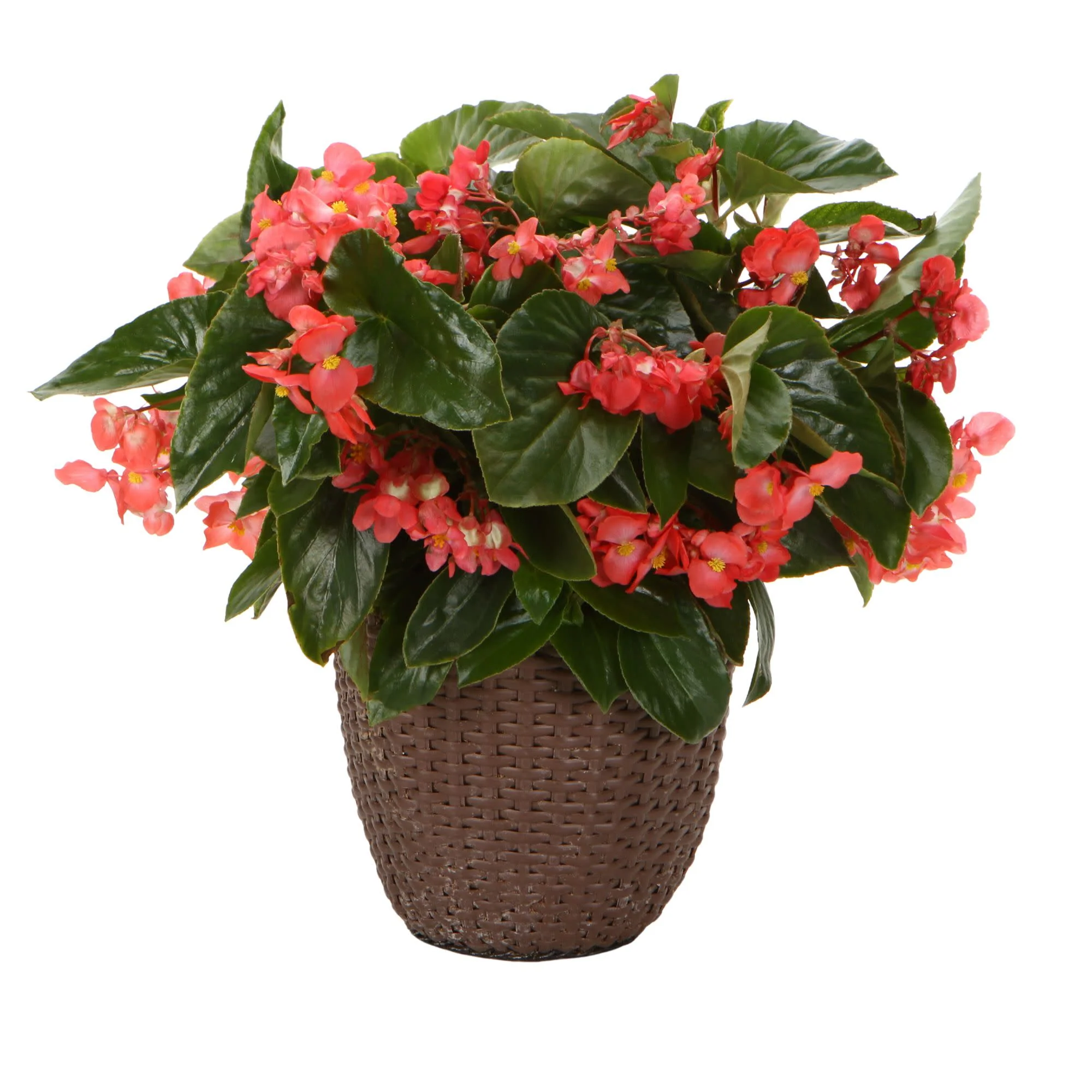 Proven Selections® Dragon Wing® Red Angelwing Begonia - Image 3