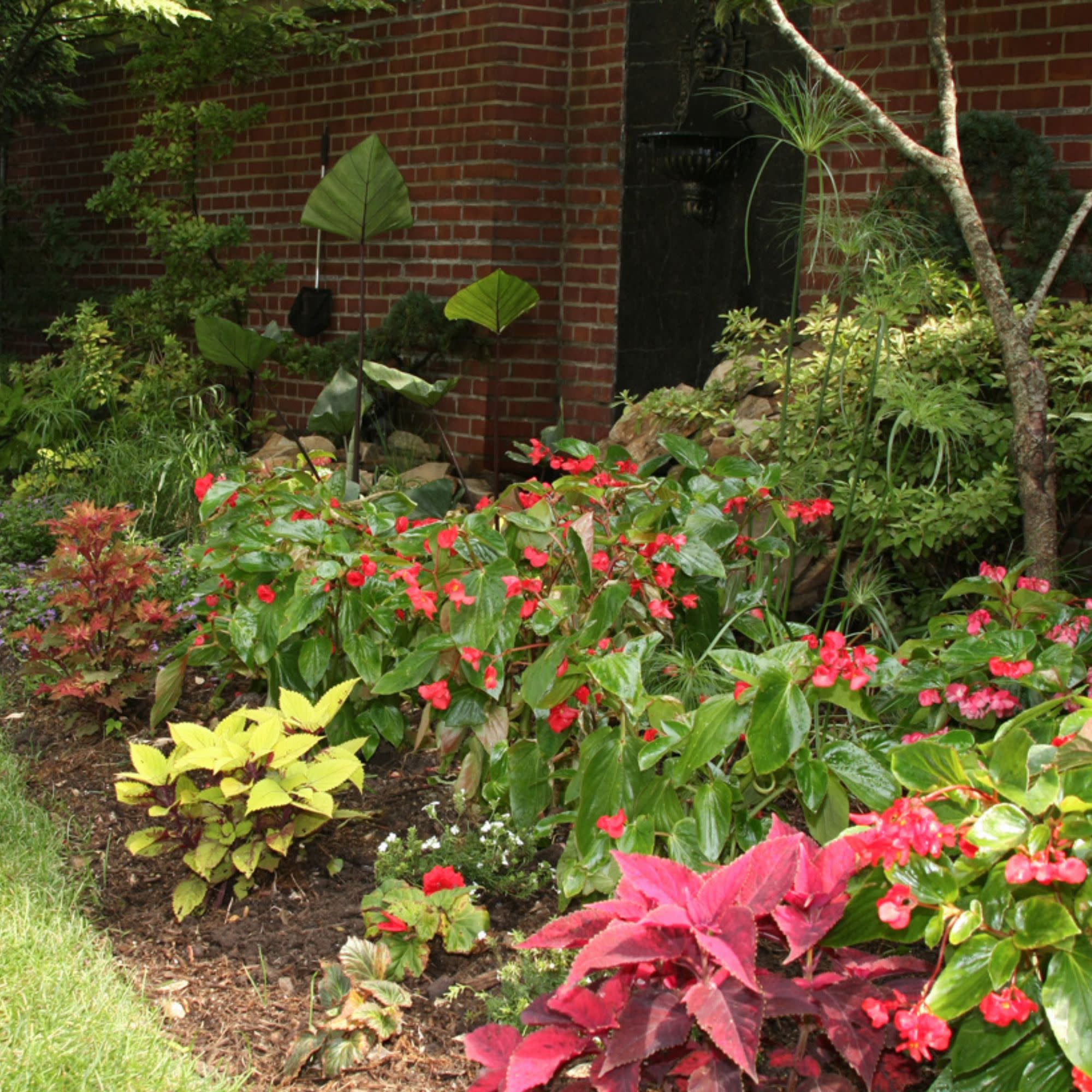 Proven Selections® Dragon Wing® Red Angelwing Begonia - Image 4