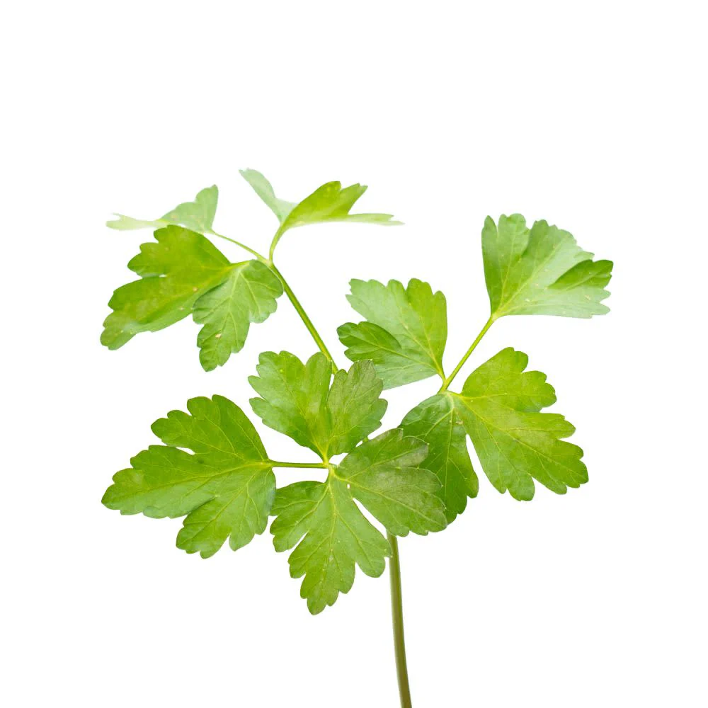 Proven Selections® Flat Leaf Parsley (Petroselinum neapolitanum) - Image 9
