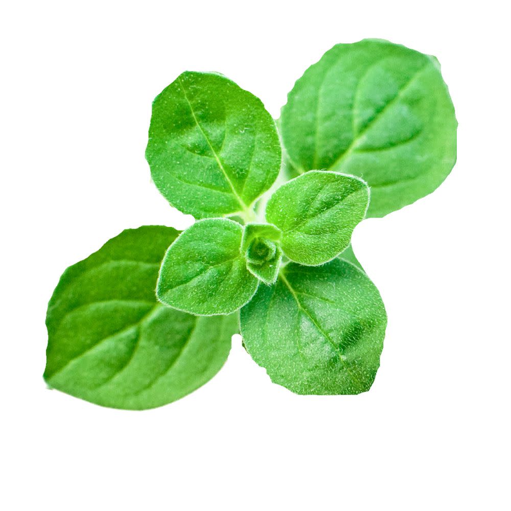 Proven Selections® Greek Oregano (Origanum vulgare) - Image 8