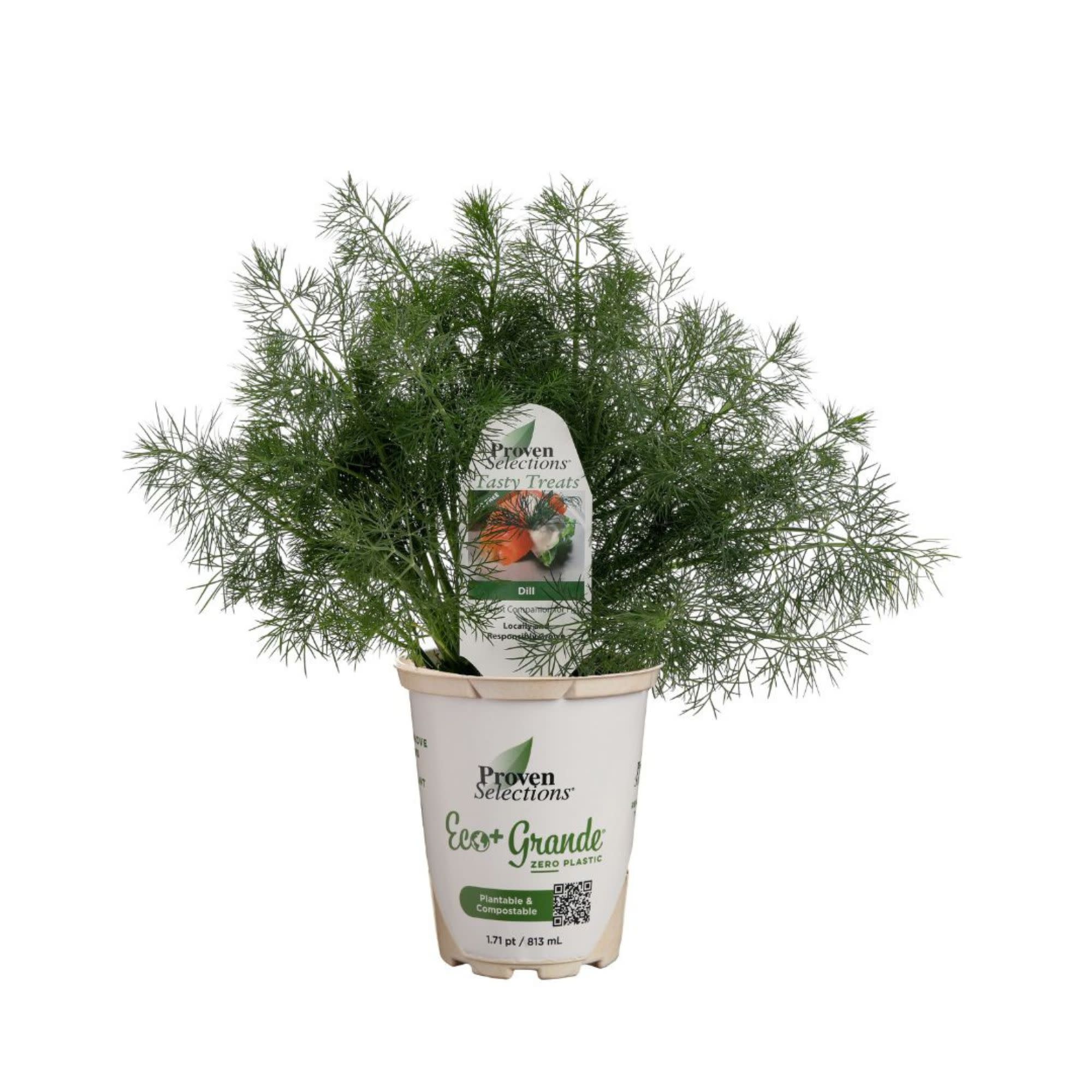 Proven Selections® Hedger Dill (Anethum graveolens) - Image 2