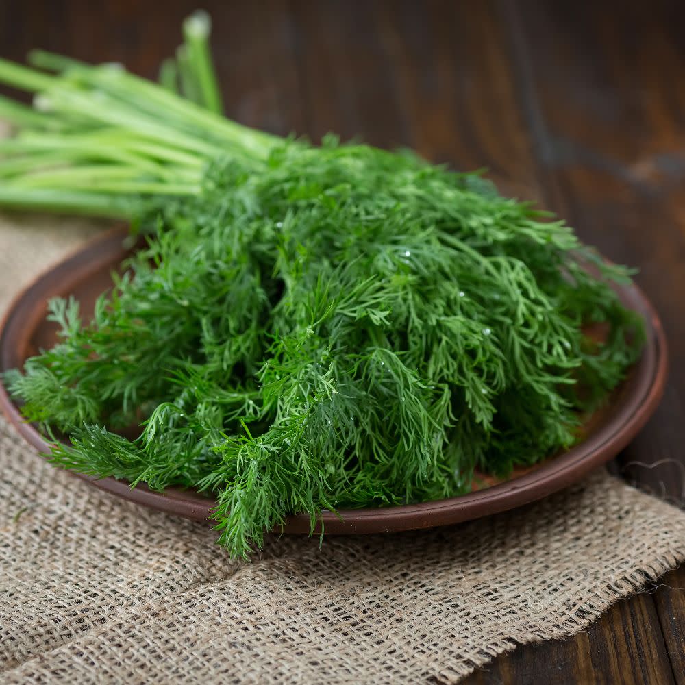 Proven Selections® Hedger Dill (Anethum graveolens) - Image 4