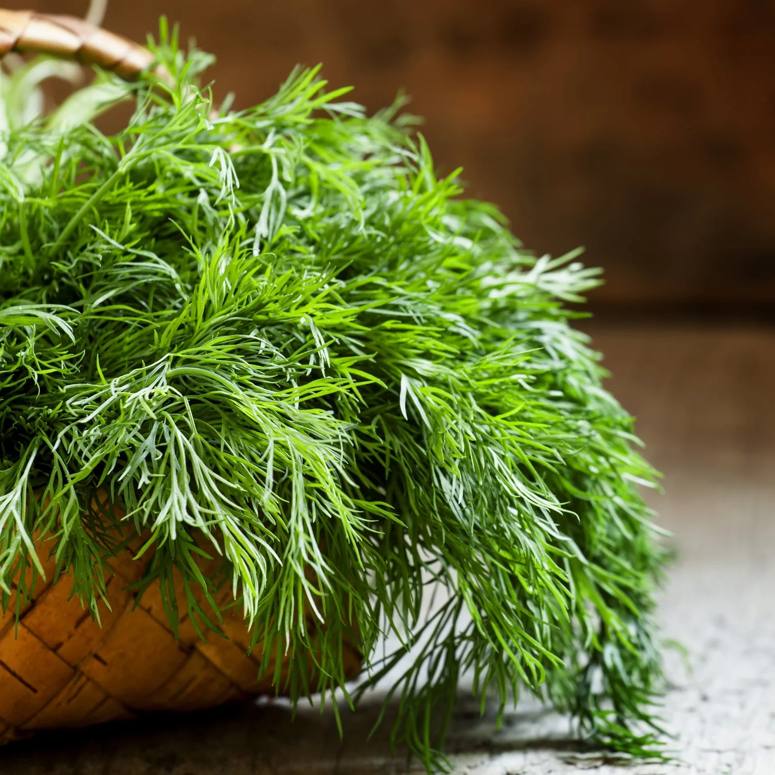 Proven Selections® Hedger Dill (Anethum graveolens) - Image 5