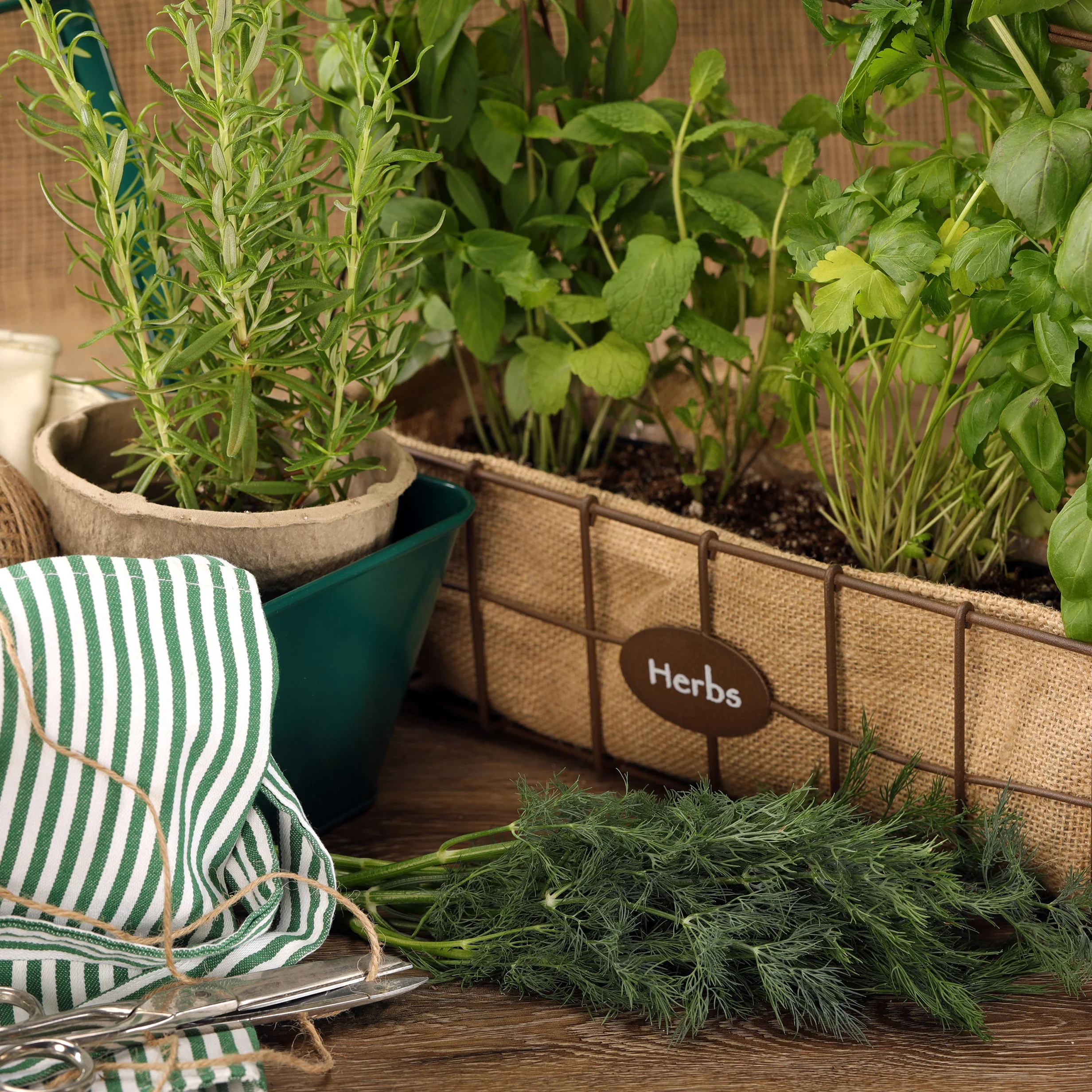 Proven Selections® Hedger Dill (Anethum graveolens) - Image 6