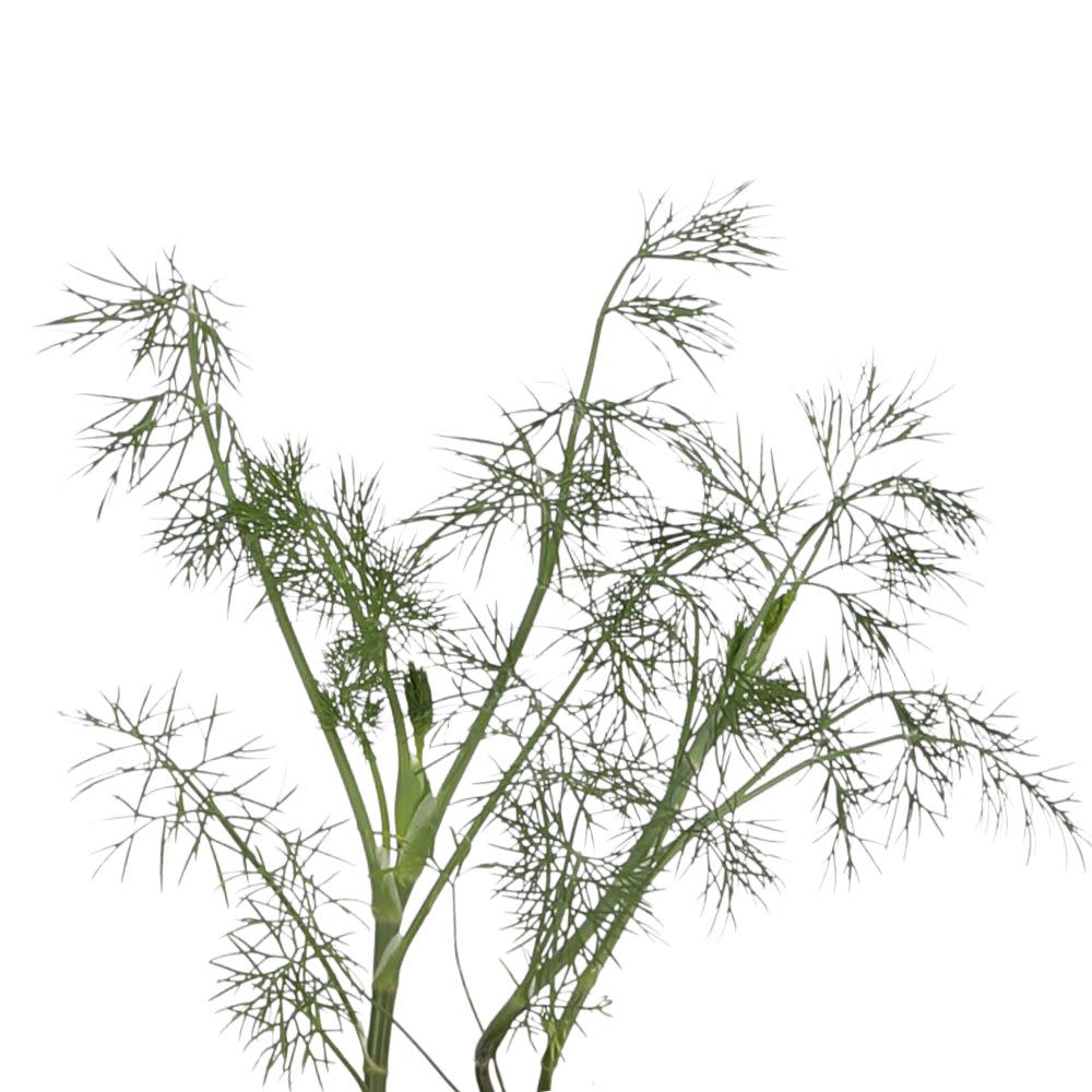 Proven Selections® Hedger Dill (Anethum graveolens) - Image 7