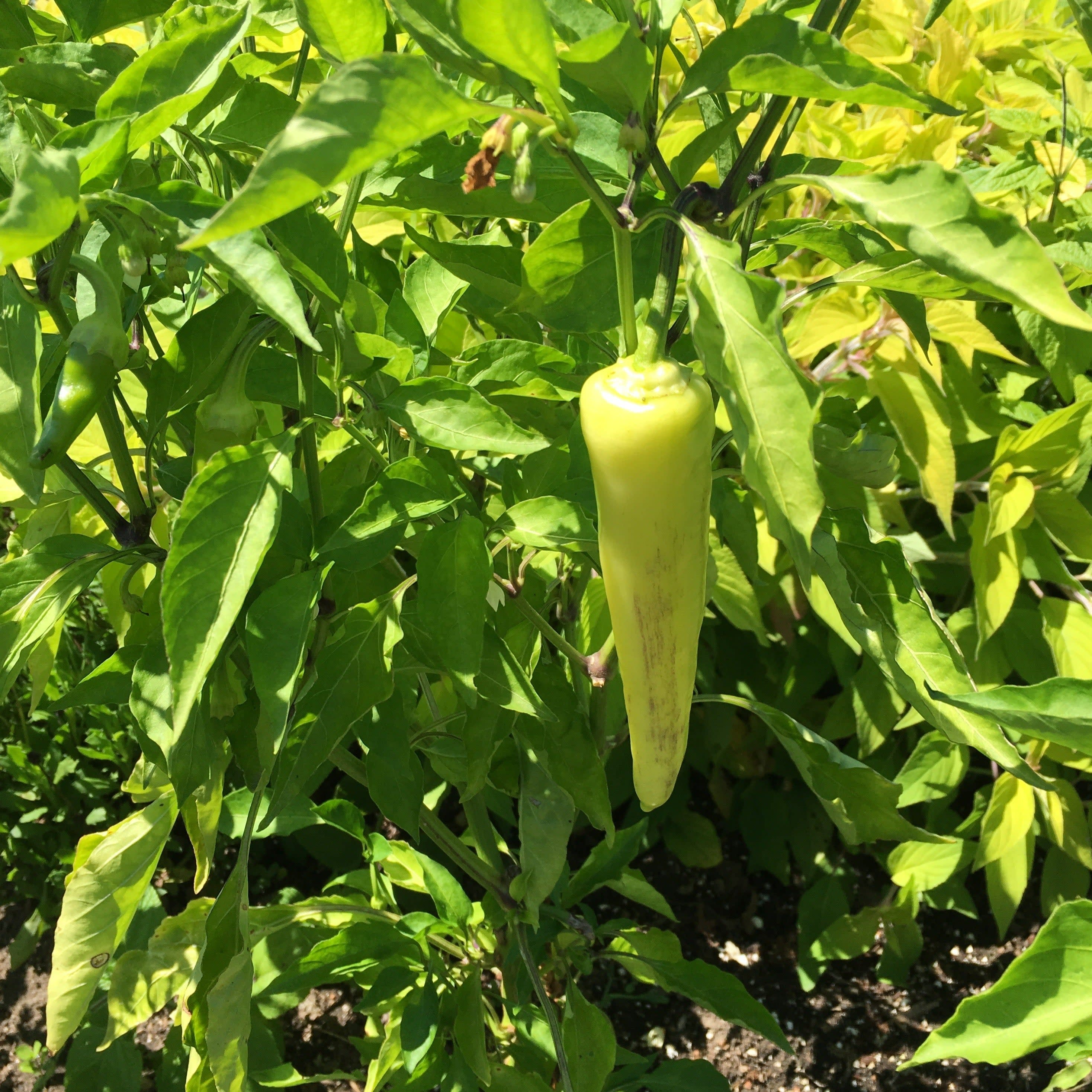 Proven Selections® Hungarian Sweet Wax Pepper (Capsicum annuum) - Image 3