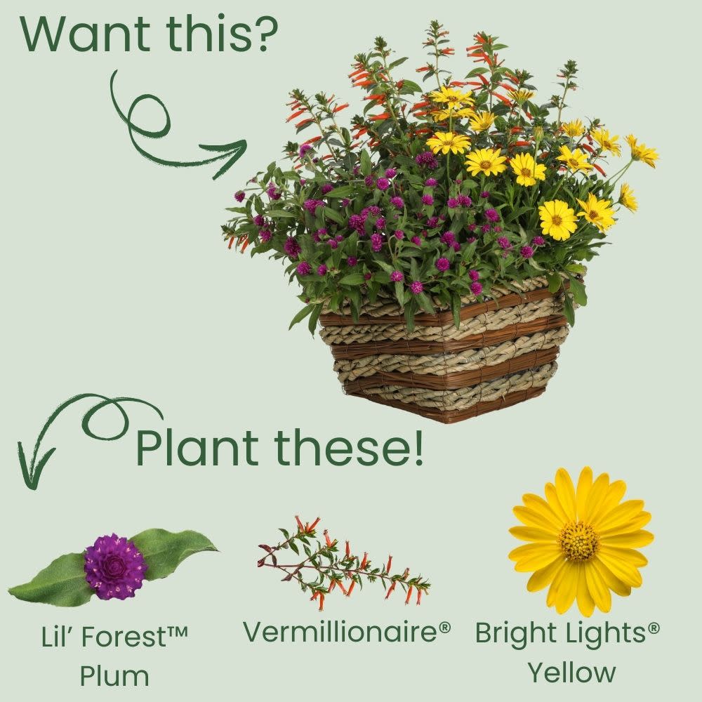 Proven Selections® Lil' Forest™ Plum Bachelor Button (Gomphrena hybrid) - Image 4
