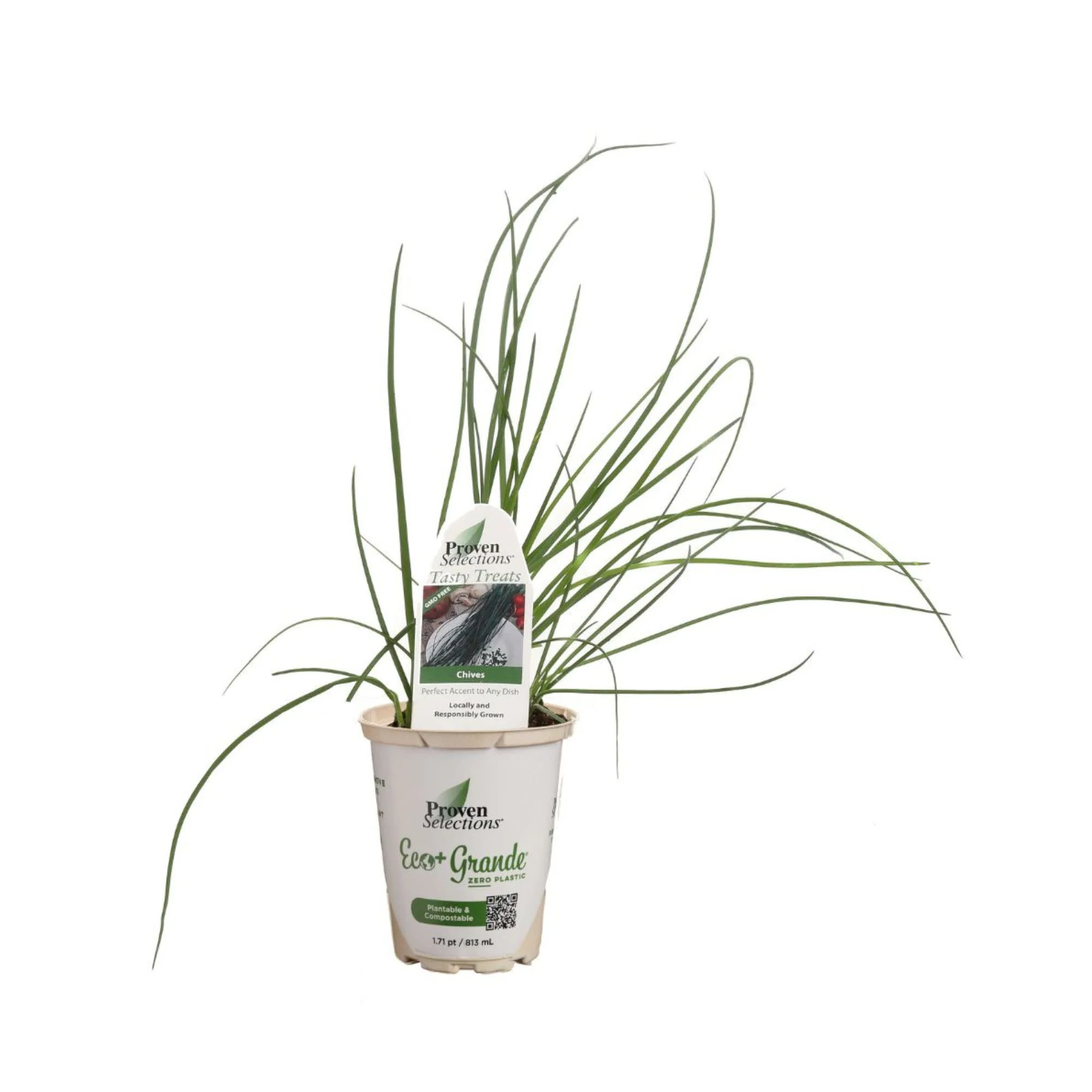 Proven Selections® Medium Chives (Allium schoenoprasum) - Image 3