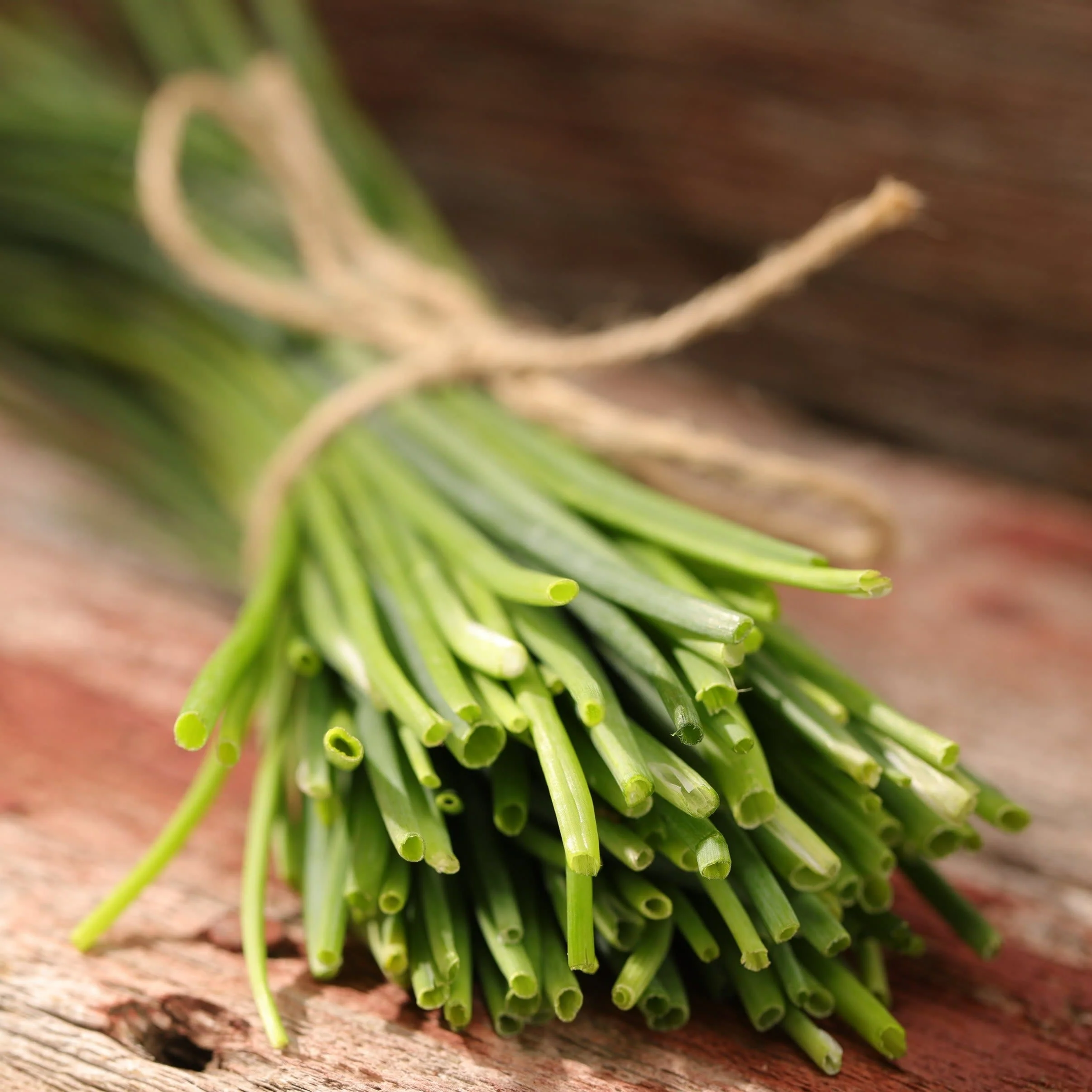 Proven Selections® Medium Chives (Allium schoenoprasum) - Image 5