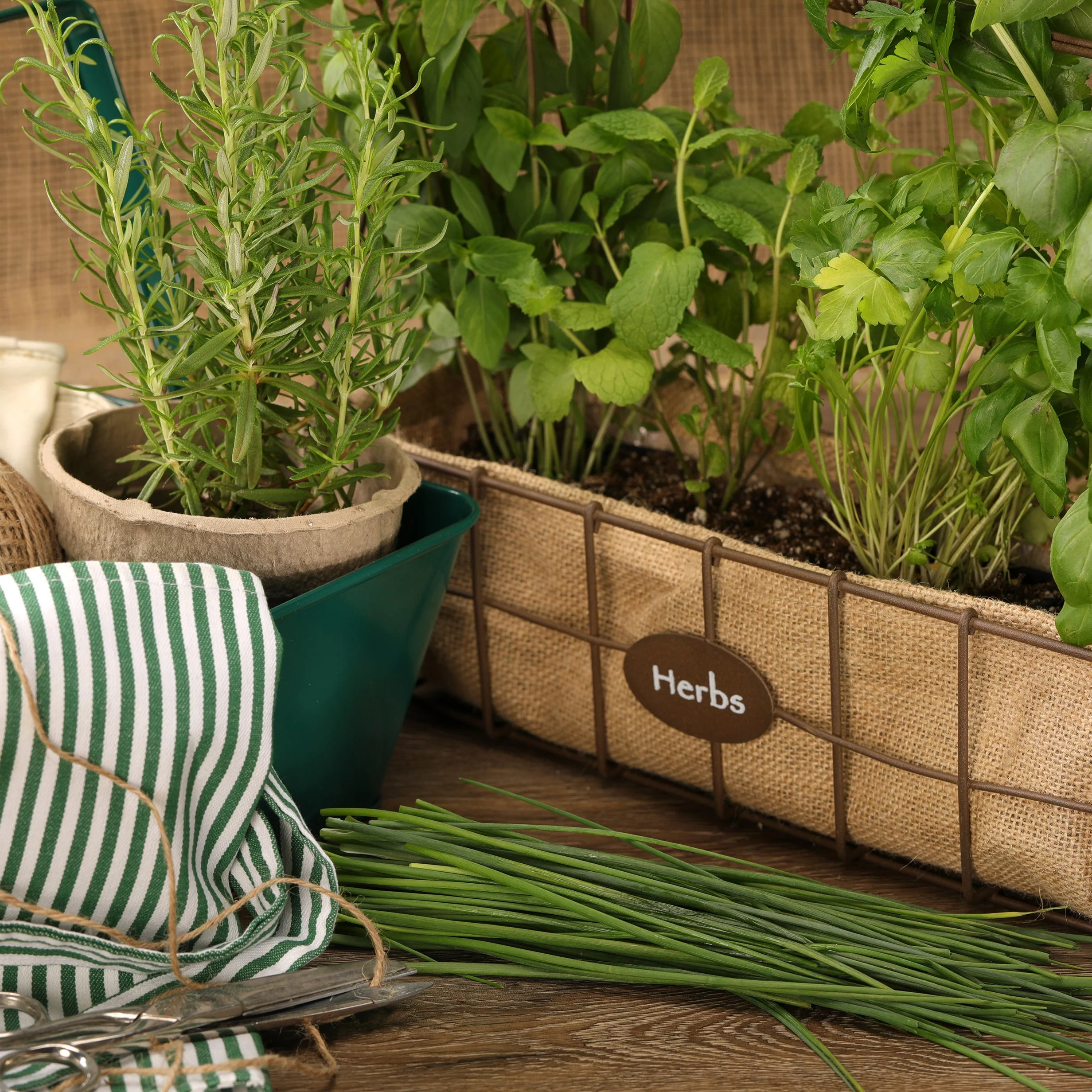 Proven Selections® Medium Chives (Allium schoenoprasum) - Image 6