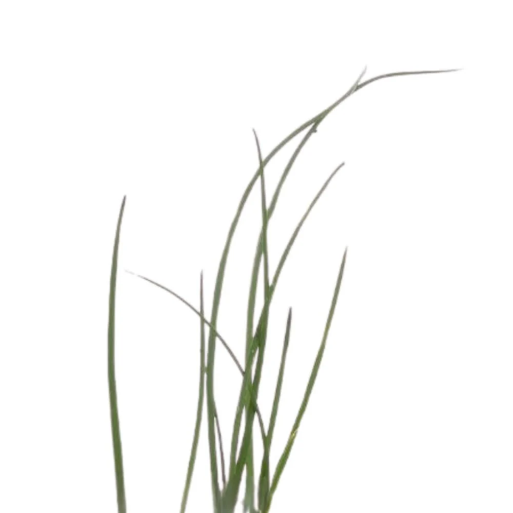 Proven Selections® Medium Chives (Allium schoenoprasum) - Image 8