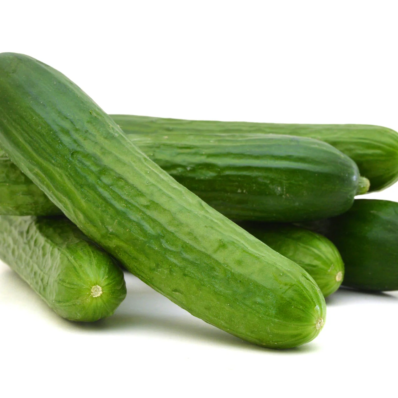 Proven Selections® Muncher Pickling Cucumber (Cucumis sativus) - Image 6