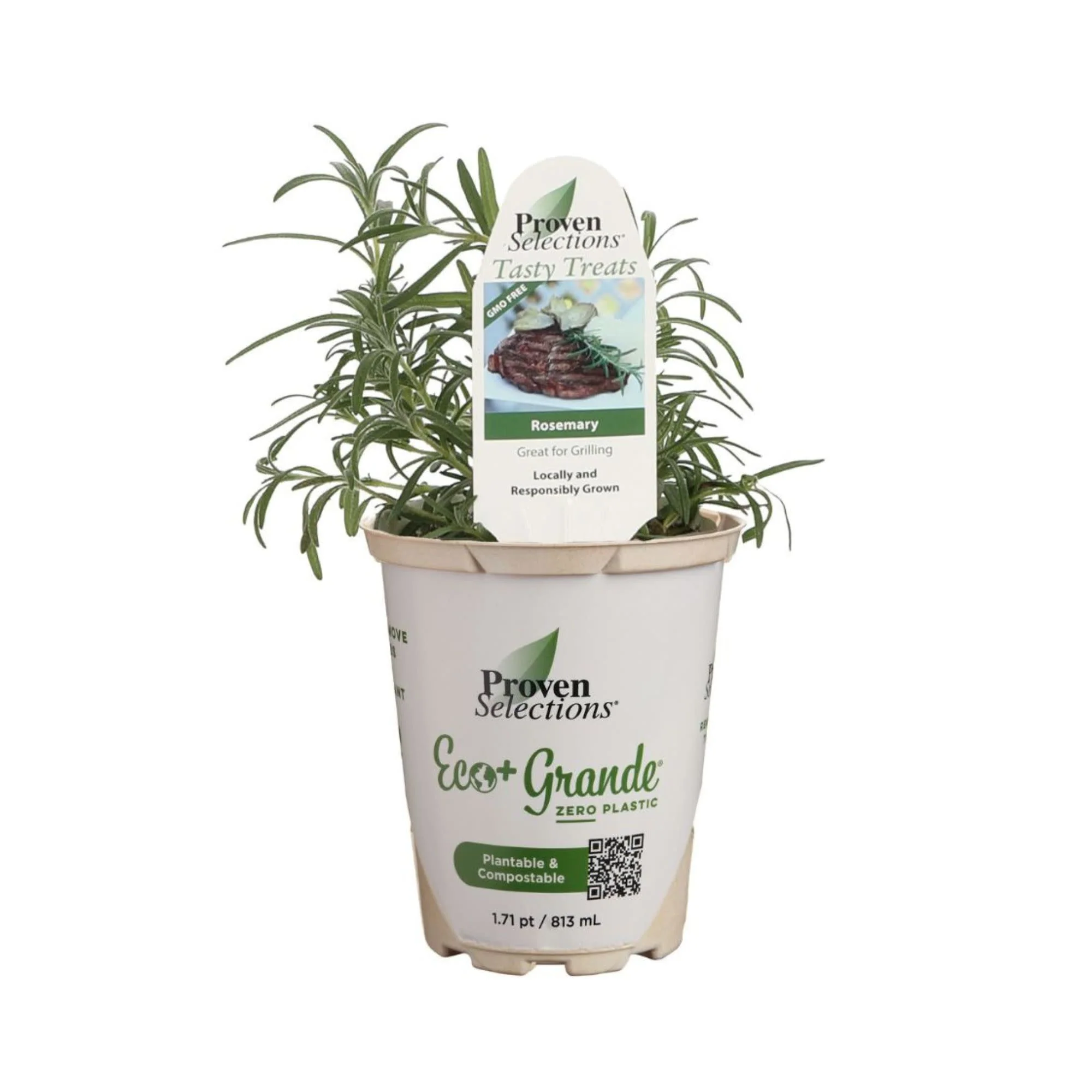 Proven Selections® Prime Rosemary (Salvia rosmarinus) - Image 2