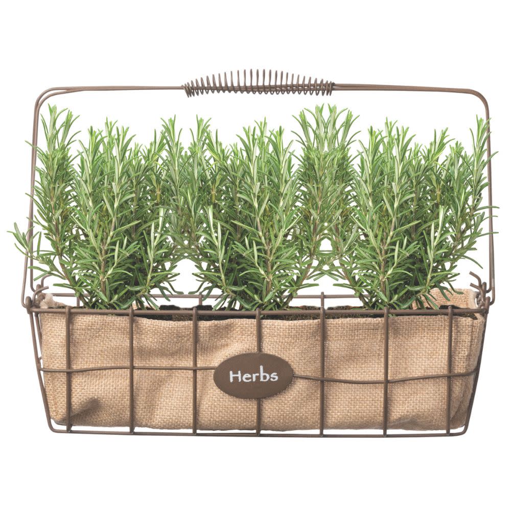 Proven Selections® Prime Rosemary (Salvia rosmarinus) - Image 4