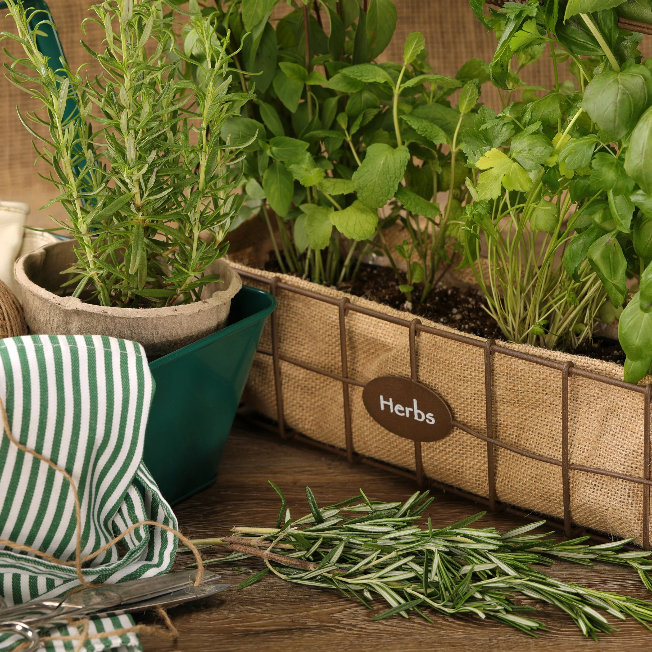 Proven Selections® Prime Rosemary (Salvia rosmarinus) - Image 5