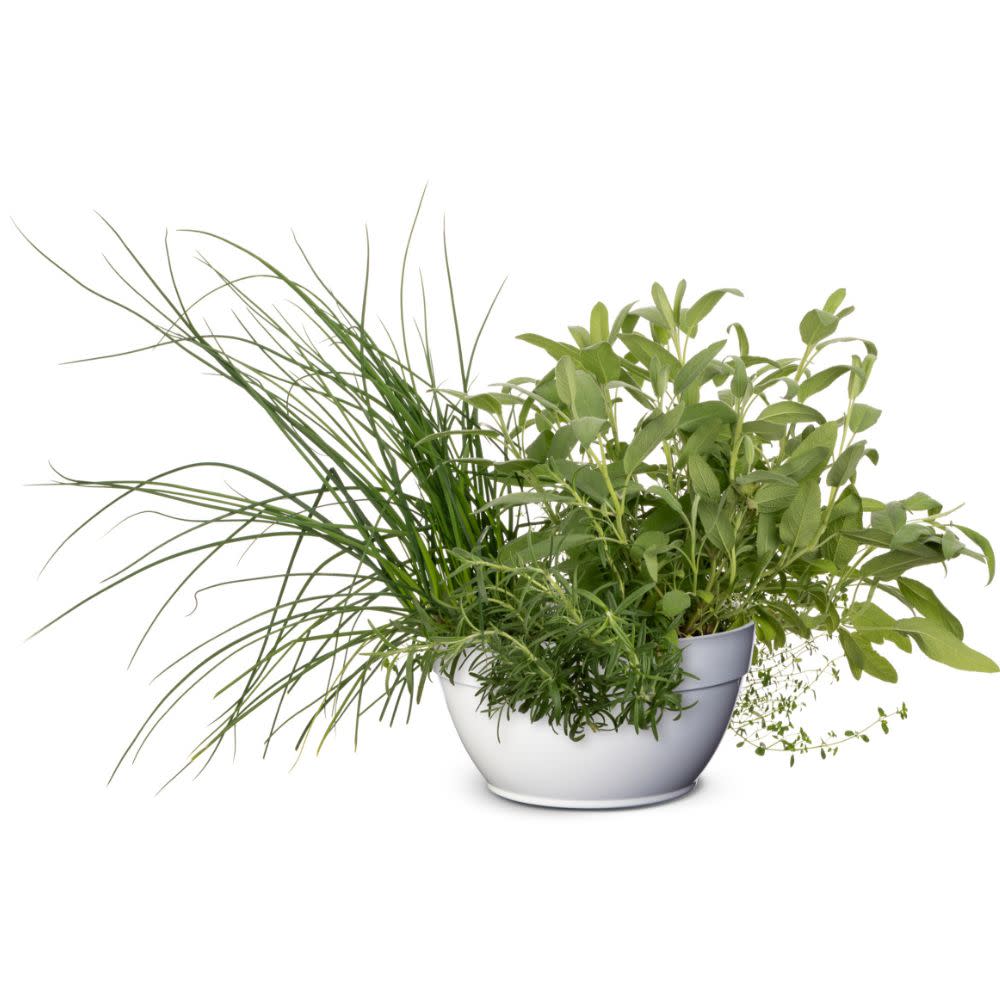 Proven Selections® Prime Rosemary (Salvia rosmarinus) - Image 6