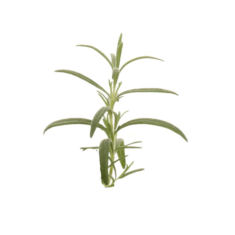 Proven Selections® Prime Rosemary (Salvia rosmarinus) - Image 7