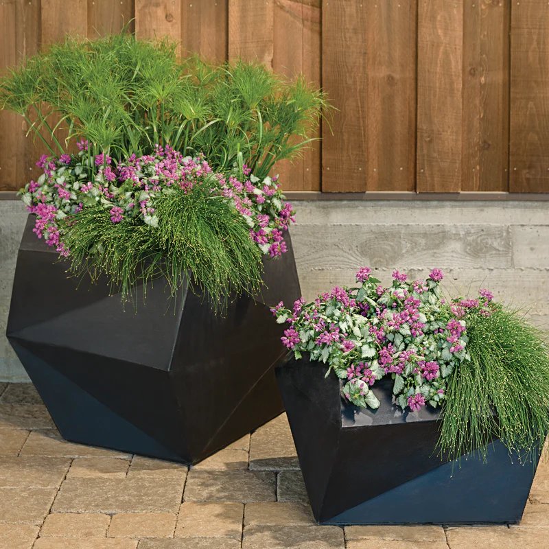 Proven Selections® Purple Chablis™ Dead Nettle (Lamium maculatum) - Image 6